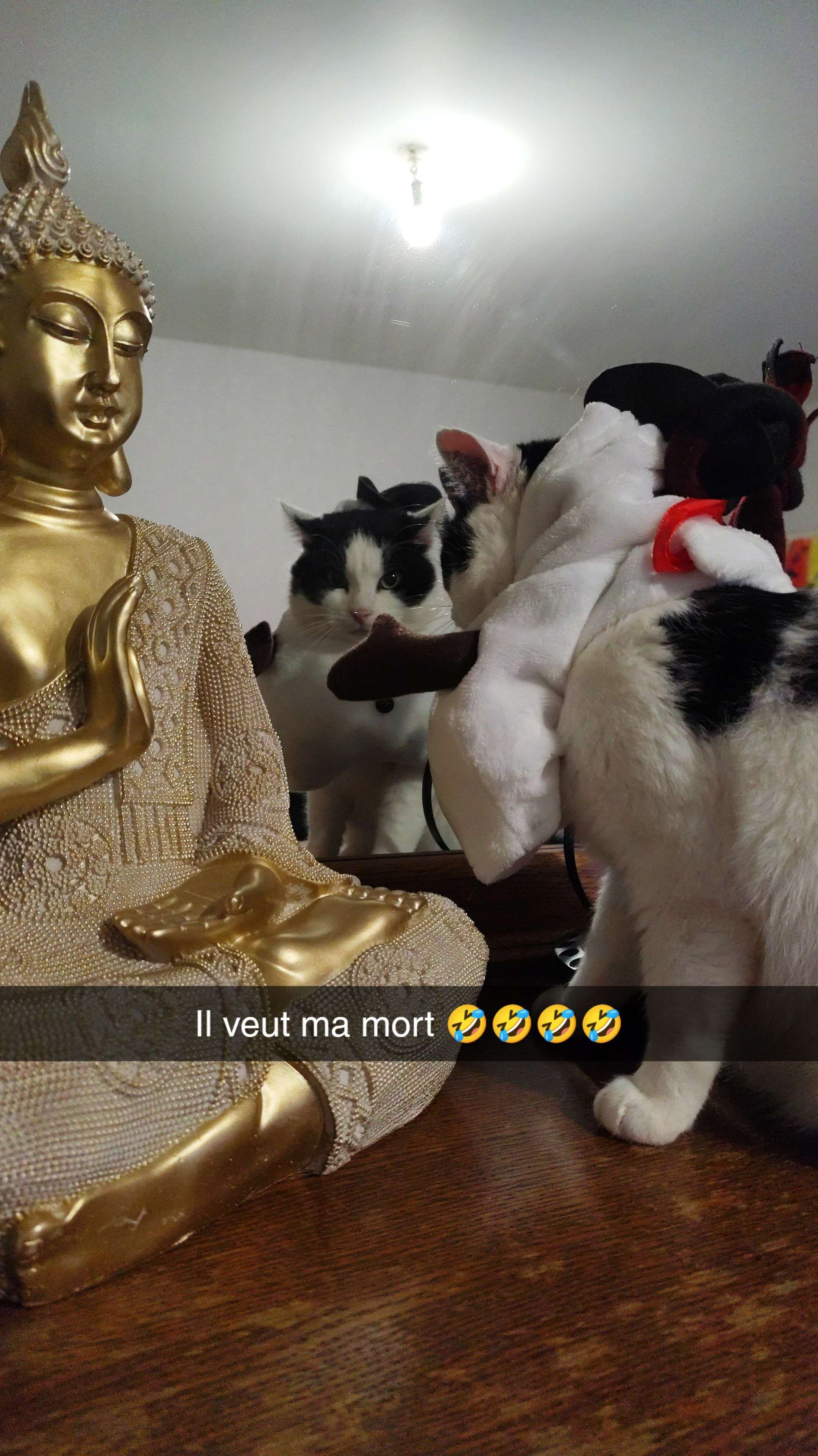 Photo 4 - Les nombres de fois où j'emmerde mon chat miskine 🤣😂