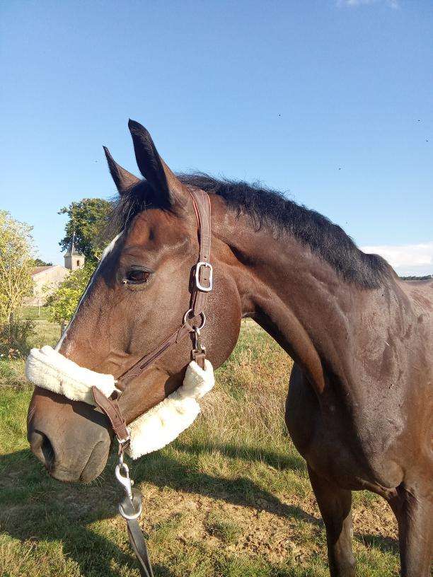#cheval