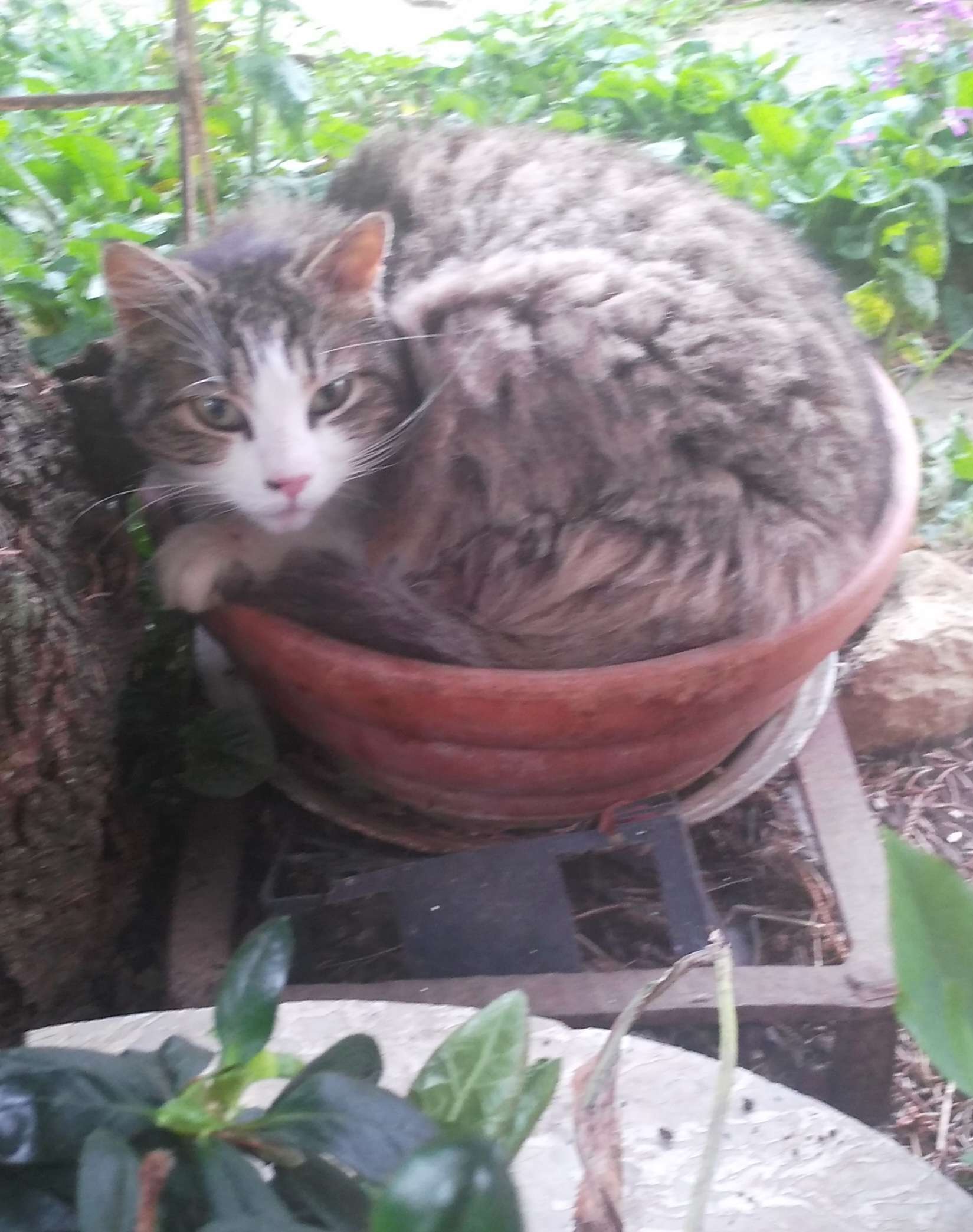 Vous pr&eacute;f&eacute;rez un chat-pot ou un chapeau ?