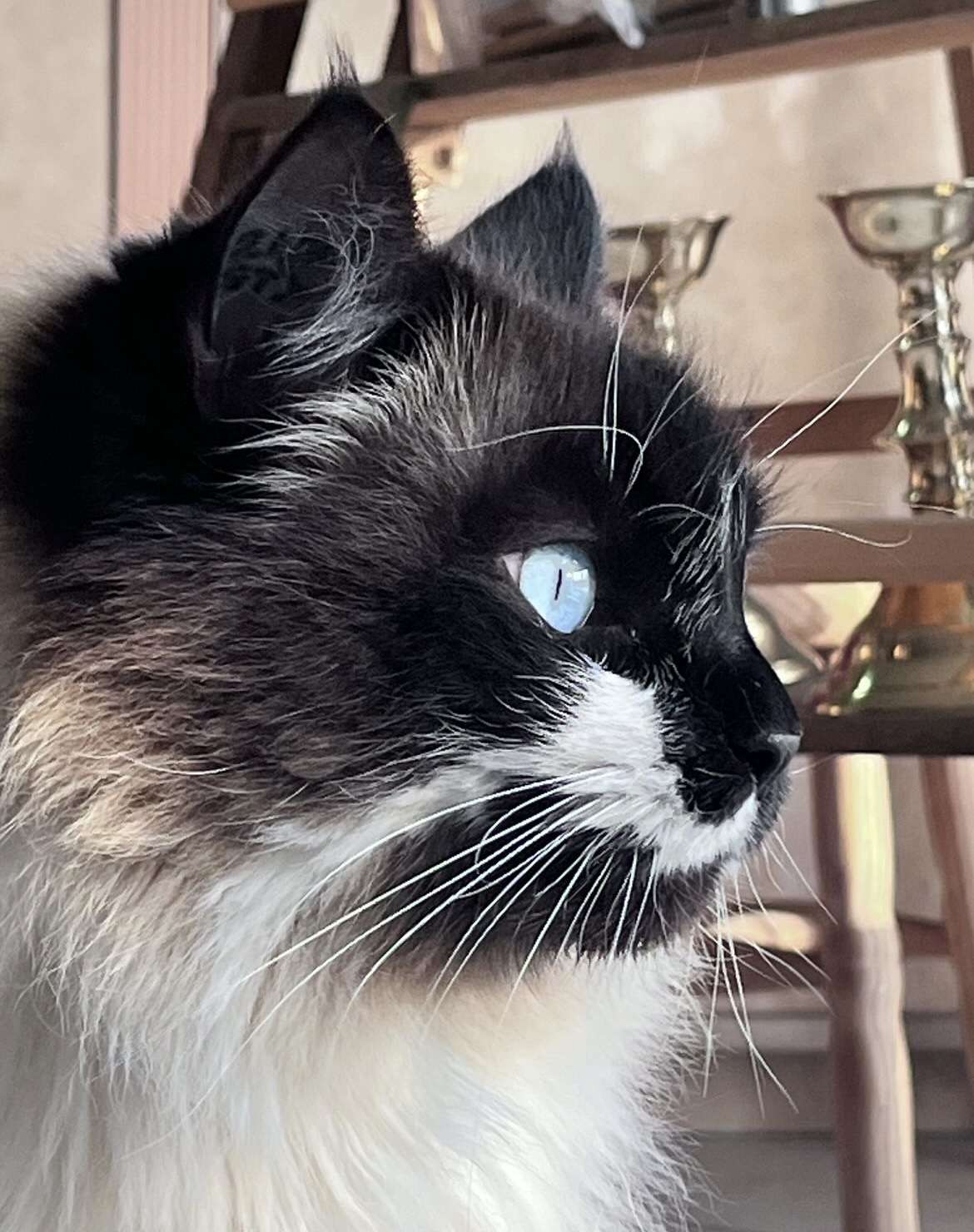 J&rsquo;ai demand&eacute; pour m&rsquo;amuser &agrave; ChatGPT de transformer mon chat en humain, je suis choqu&eacute; carr&eacute;ment&hellip;. C&rsquo;est quoi cet homme parfait ?!! 🥲