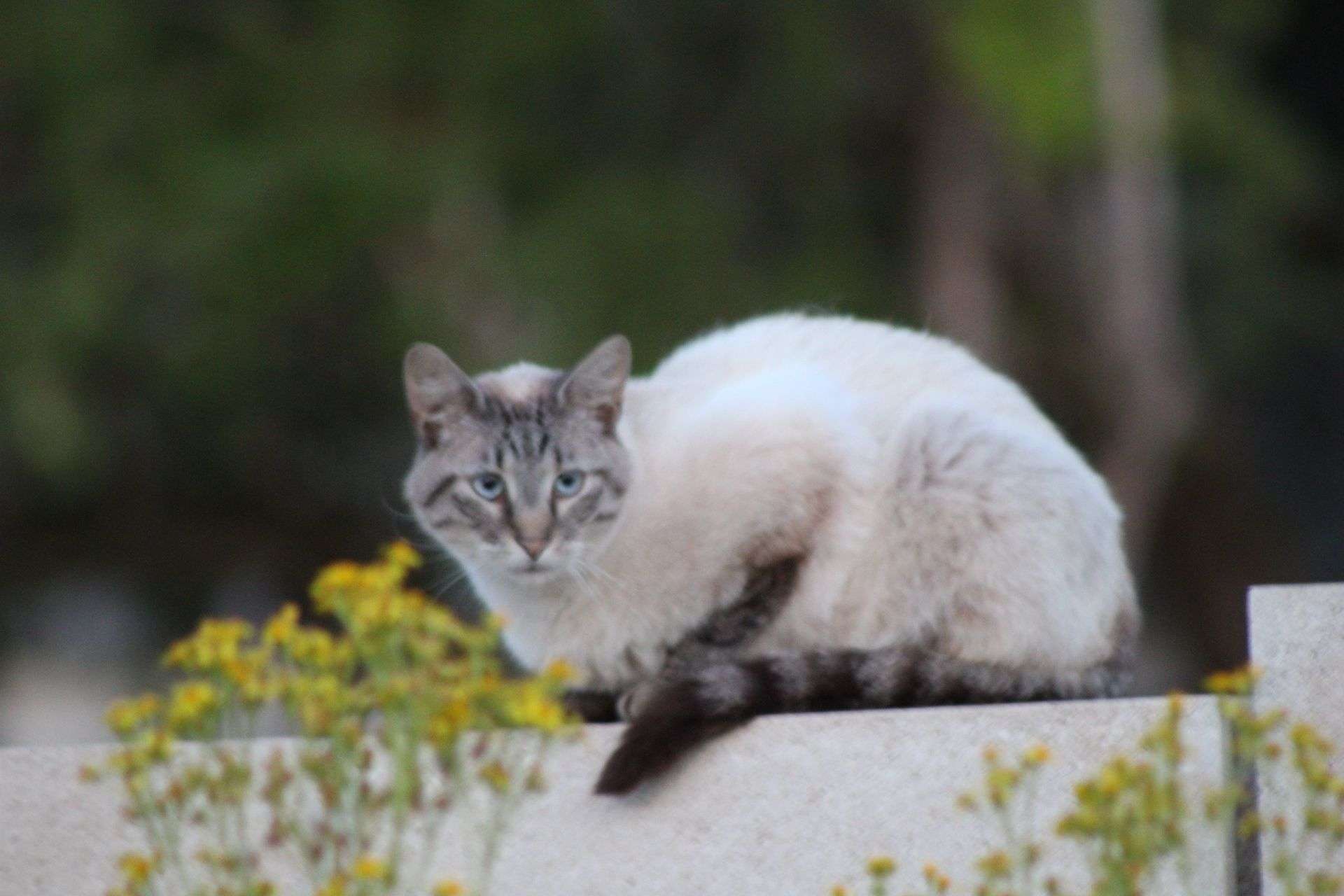 Photo 1 - #photographie #sauvage #chat #oiseaux