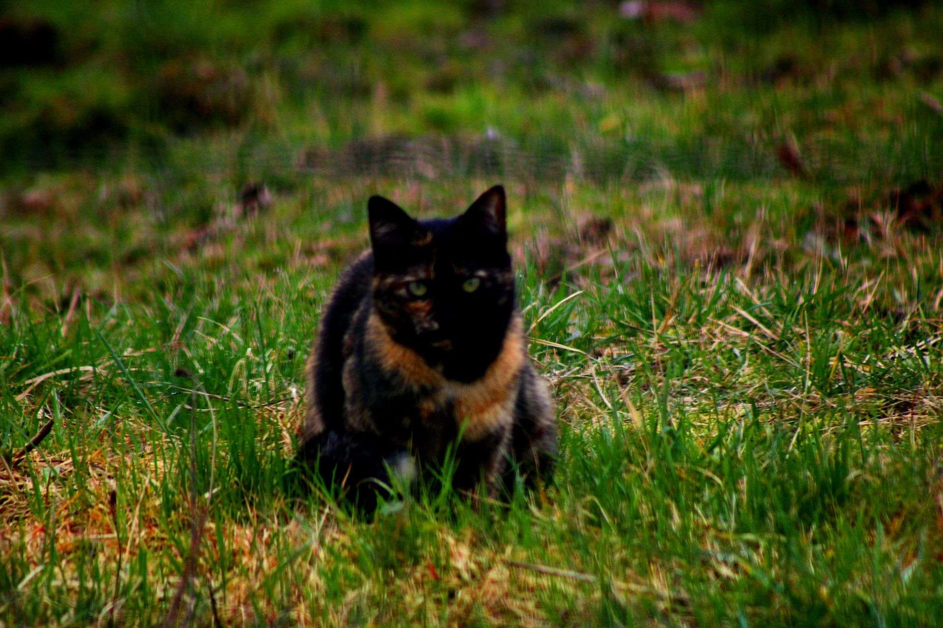 Photo 2 - #photographie #sauvage #chat #oiseaux