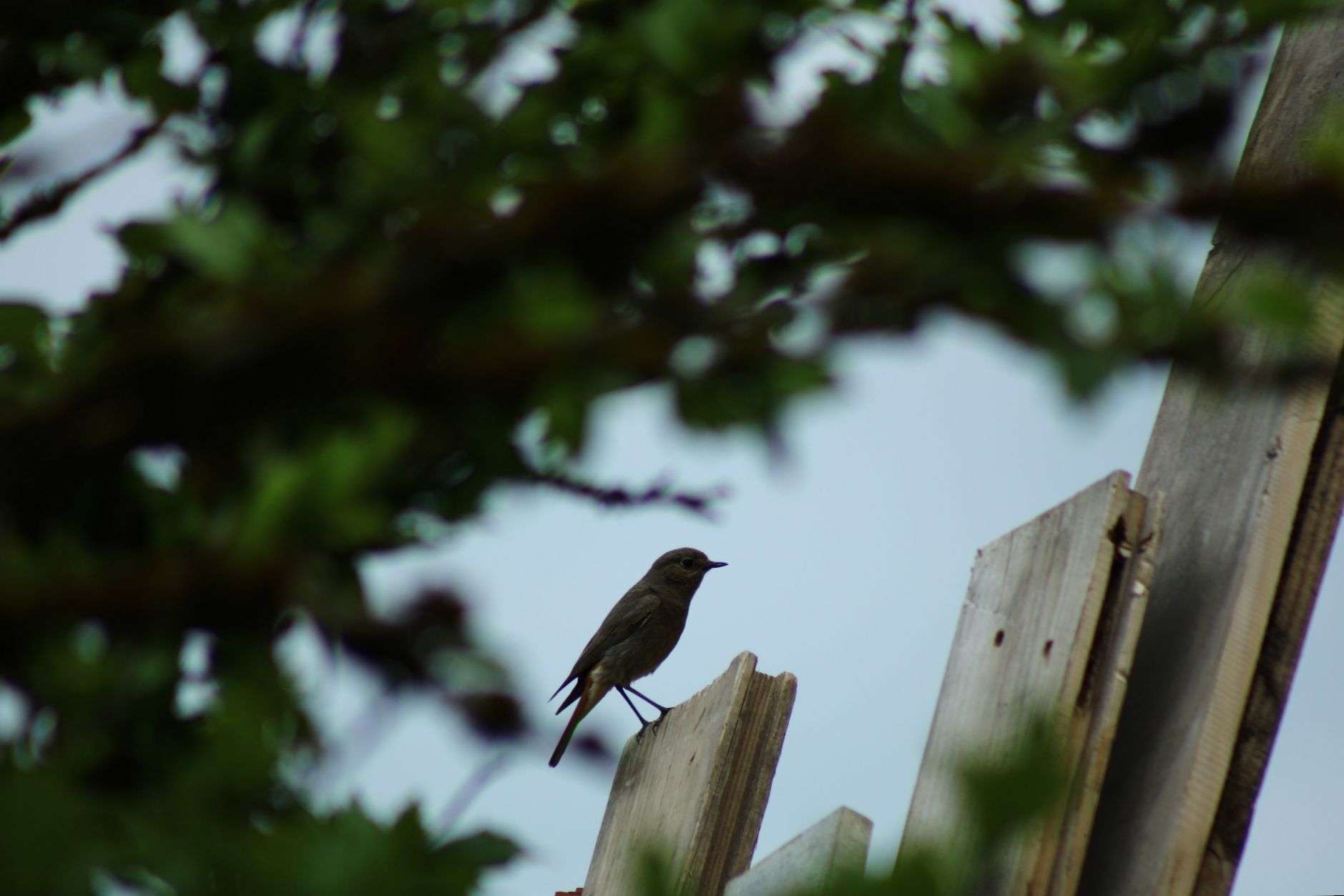 Photo 3 - #photographie #sauvage #chat #oiseaux
