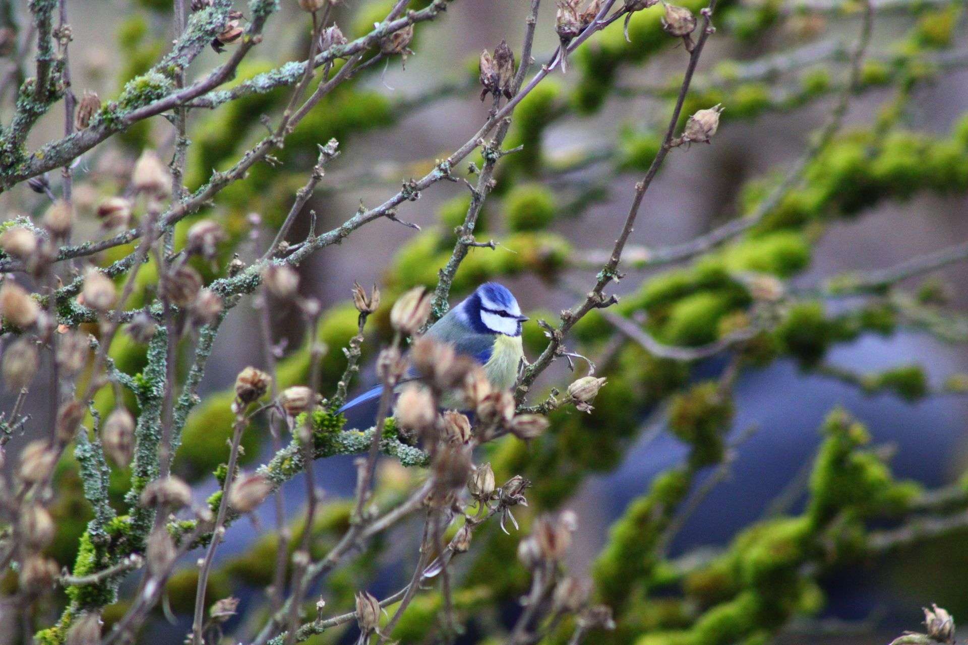 Photo 4 - #photographie #sauvage #chat #oiseaux