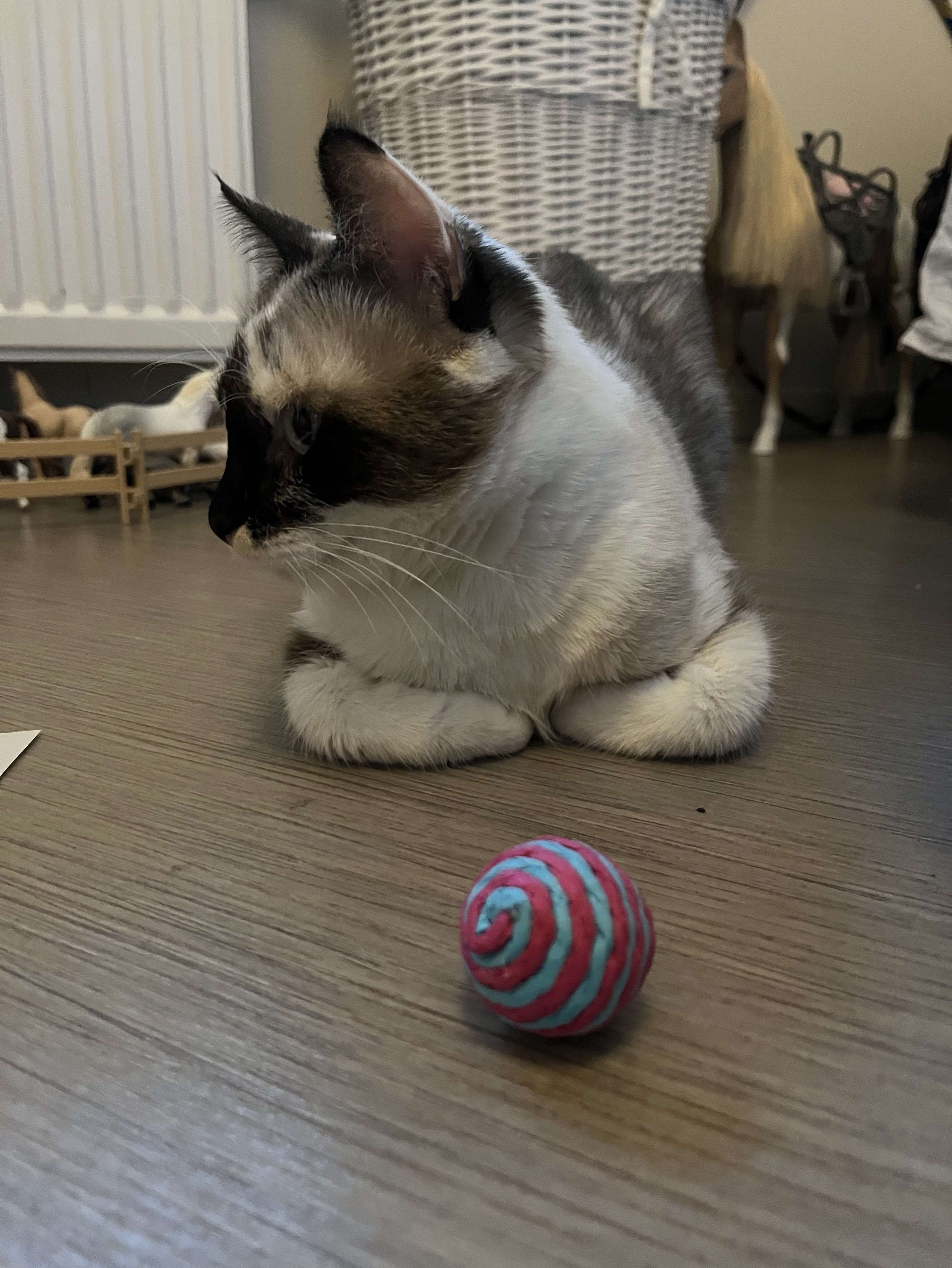 Photo 1 - Joyeux anniversaire à mon bebe chat 🐱 (ce n’est plus un bebe malheureusement 😭)🎉🥳