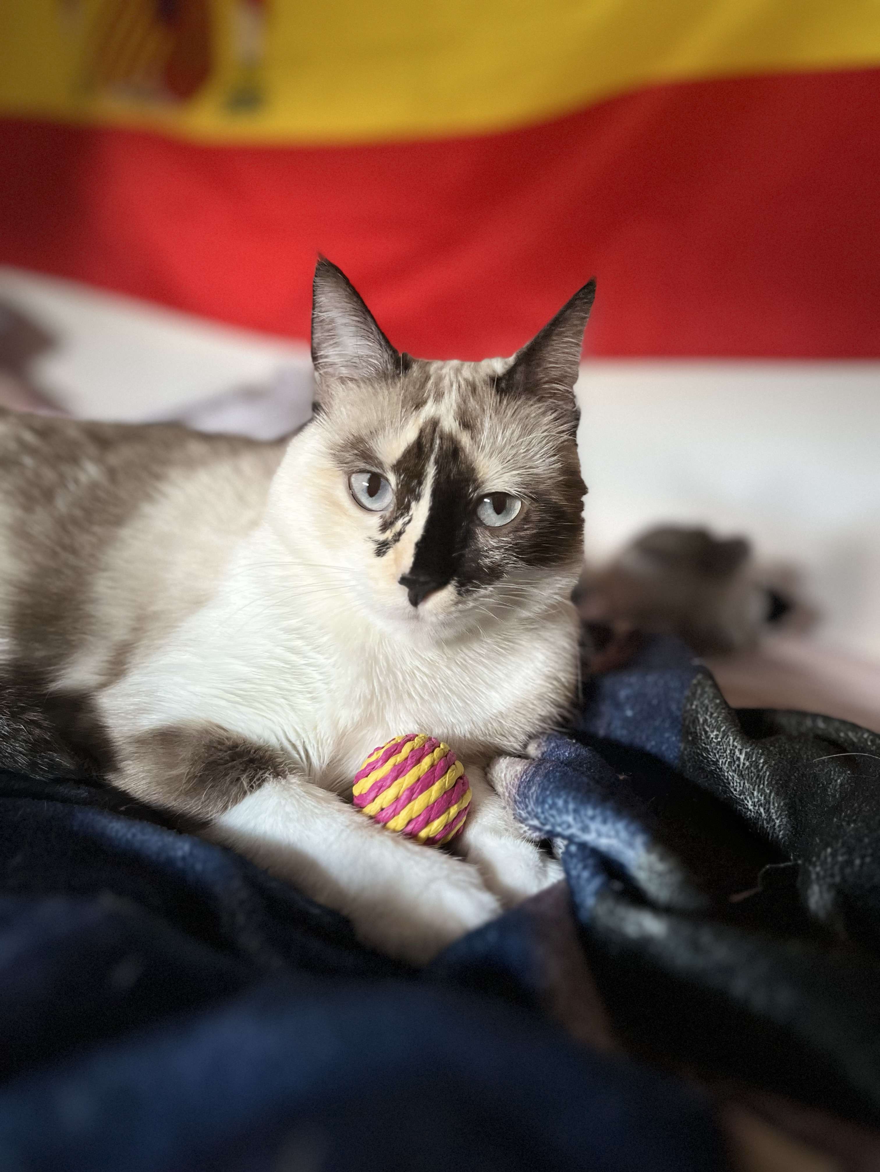 Photo 2 - Joyeux anniversaire à mon bebe chat 🐱 (ce n’est plus un bebe malheureusement 😭)🎉🥳