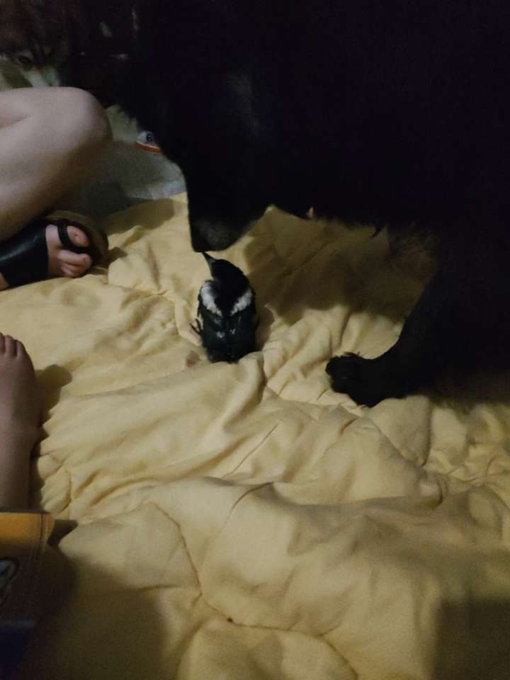 Photo 1 - Nous l'avons prénommé Pika, en référence au nom scientifique de la pie, Pica pica. Un nom qui lui va à merveille, car c'est une petite pie très bavarde !