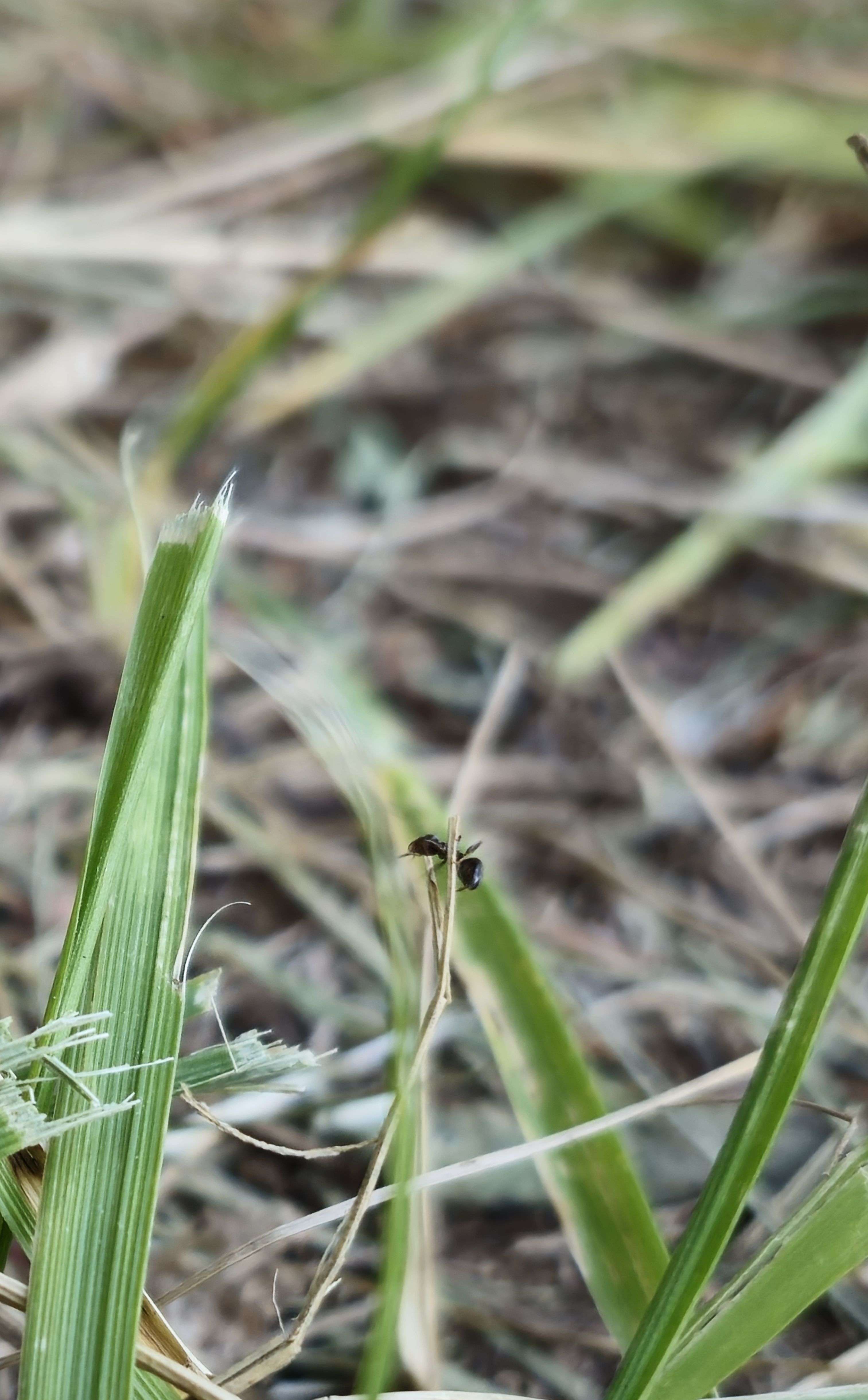 Photo 1 - Quel insecte préfères tu ?