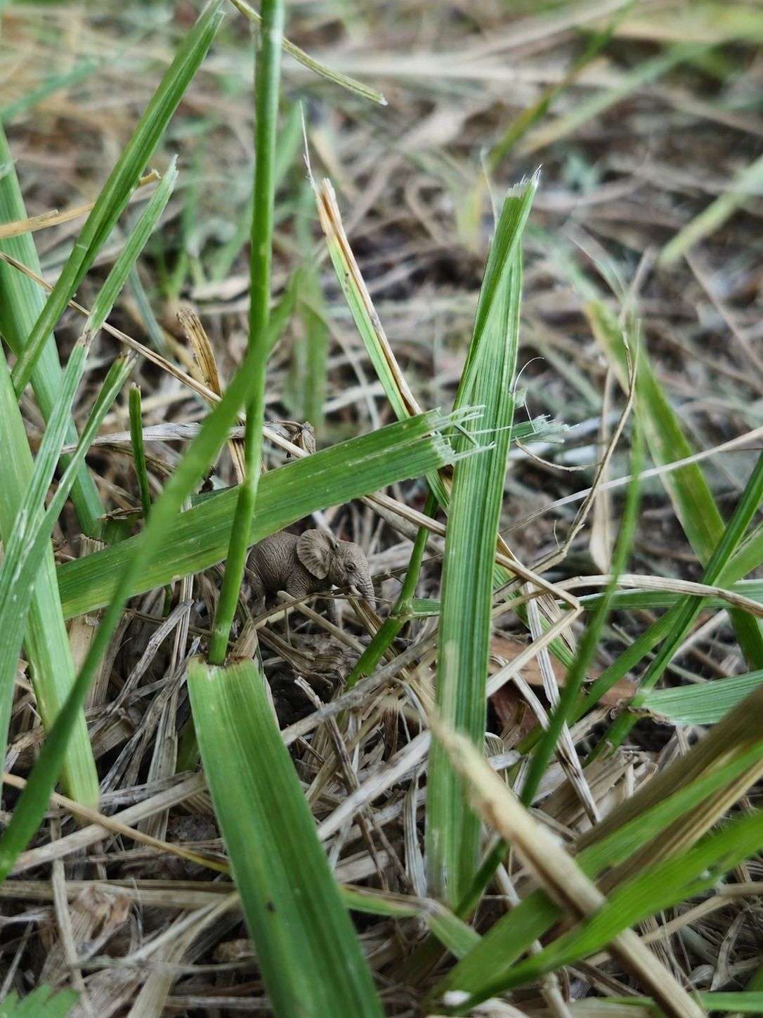 Photo 2 - Quel insecte préfères tu ?