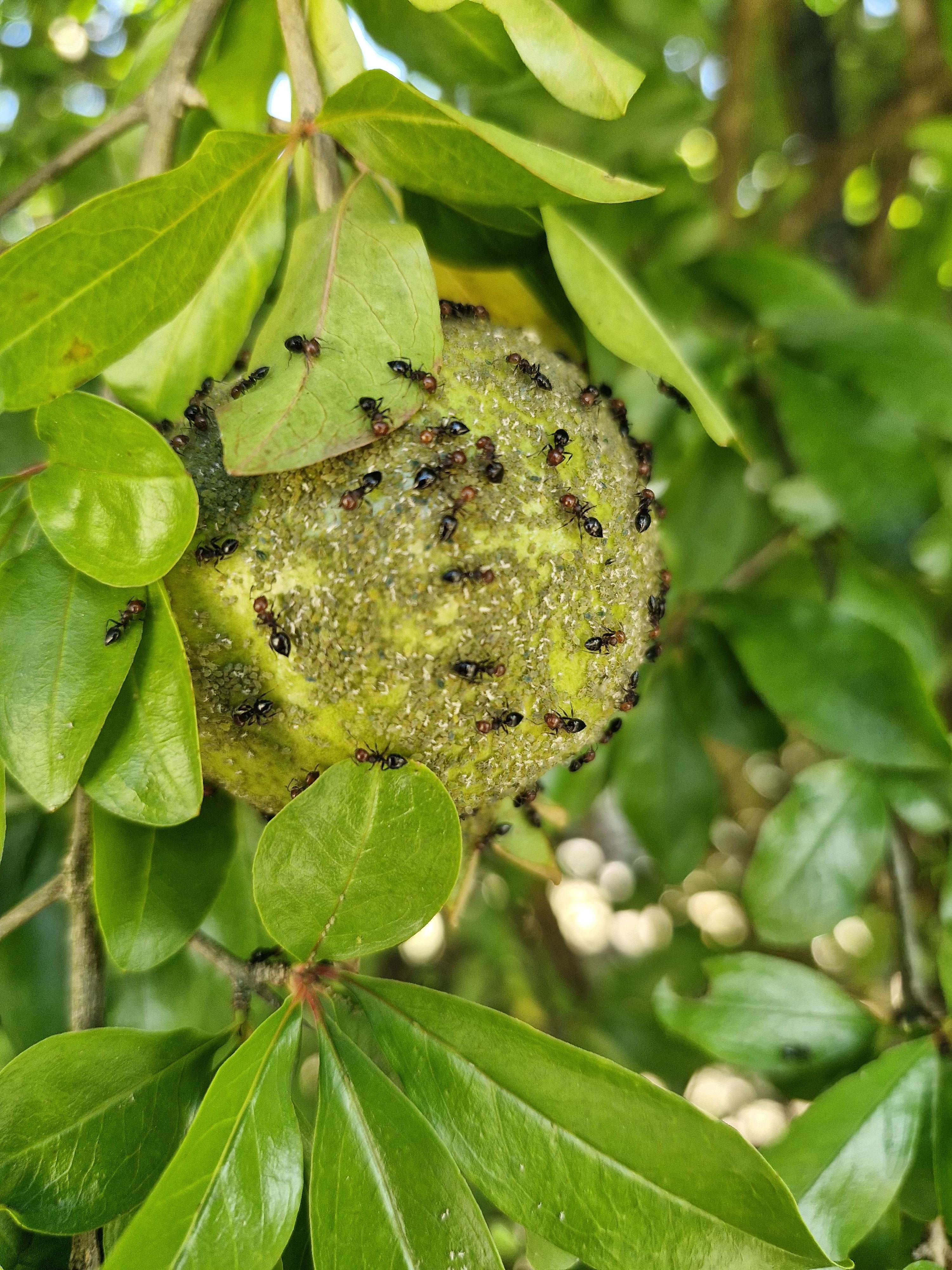 Photo 1 - Attention : araignée