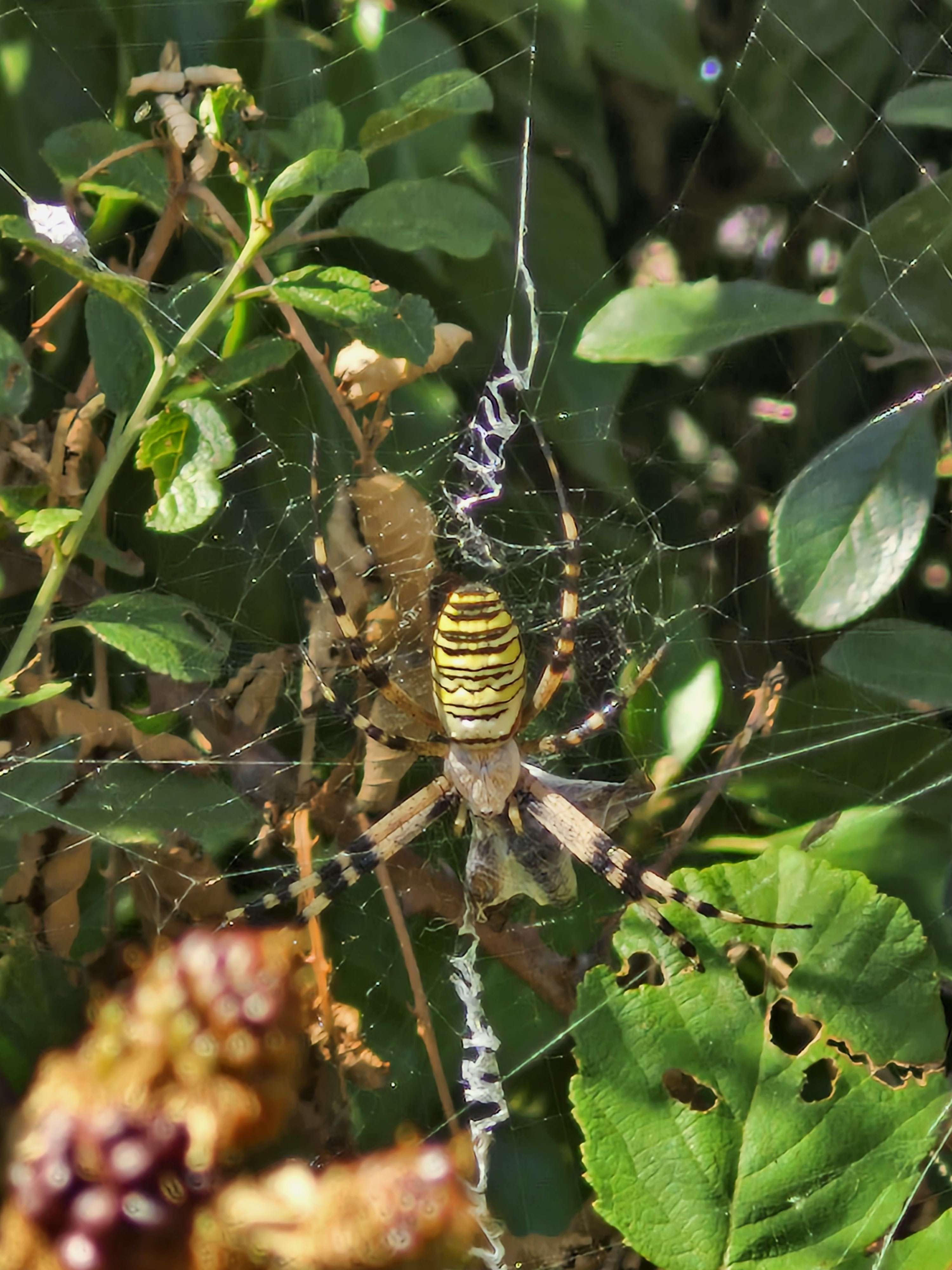 Photo 2 - Attention : araignée
