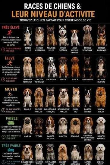 Quels animaux pr&eacute;f&eacute;rez-vous ?

1) Chiens
2) Chats
3) Rongeurs
4) Oiseaux

Si autres en commentaire