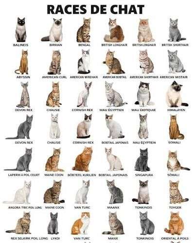 Photo 2 - Quels animaux préférez-vous ?

1) Chiens
2) Chats
3) Rongeurs
4) Oiseaux

Si autres en commentaire