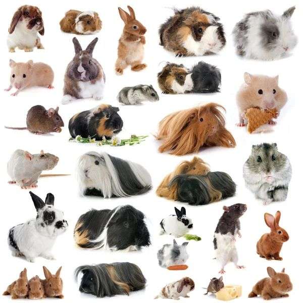 Photo 3 - Quels animaux préférez-vous ?

1) Chiens
2) Chats
3) Rongeurs
4) Oiseaux

Si autres en commentaire