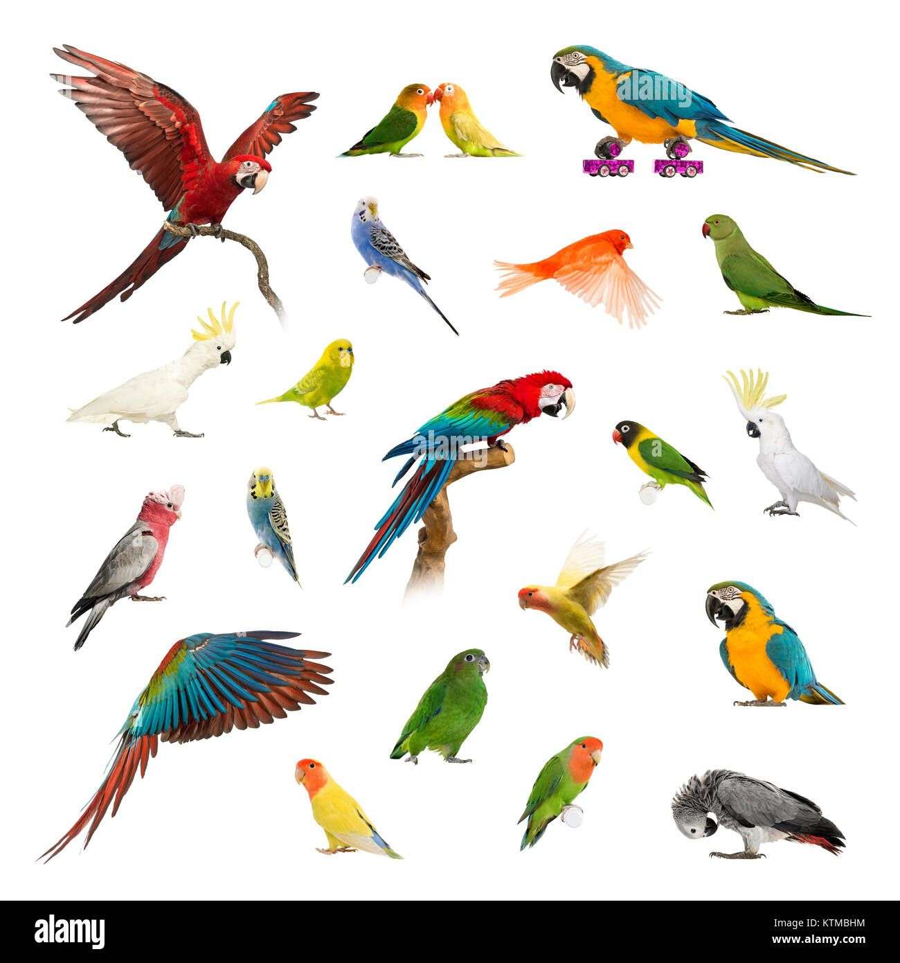 Photo 4 - Quels animaux préférez-vous ?

1) Chiens
2) Chats
3) Rongeurs
4) Oiseaux

Si autres en commentaire