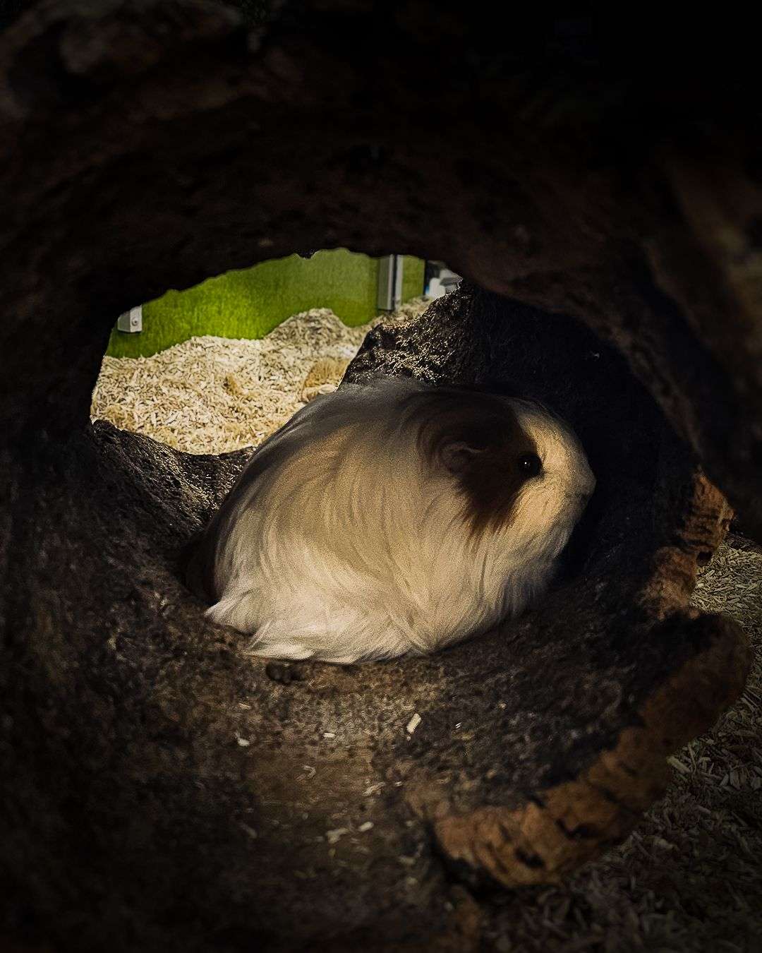 Photo 2 - j'ai retrouvé cette vieille photo dans ma galerie ducoup j'ai tapé un petit montage dessus en vif, vous pensez que ça passe l'avant après ?