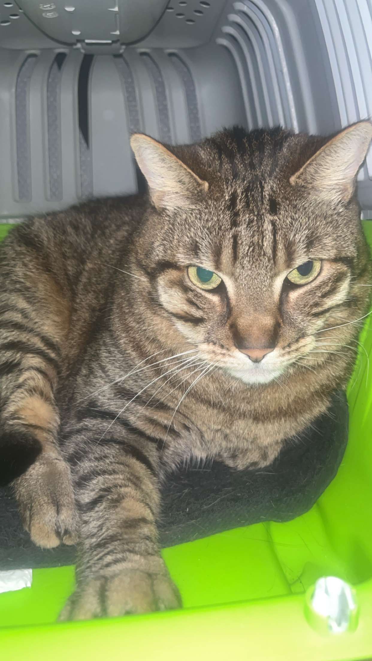 Photo 1 - C’est possible qu’un chat aigri devienne gentil ?  (j’ai rien fais)