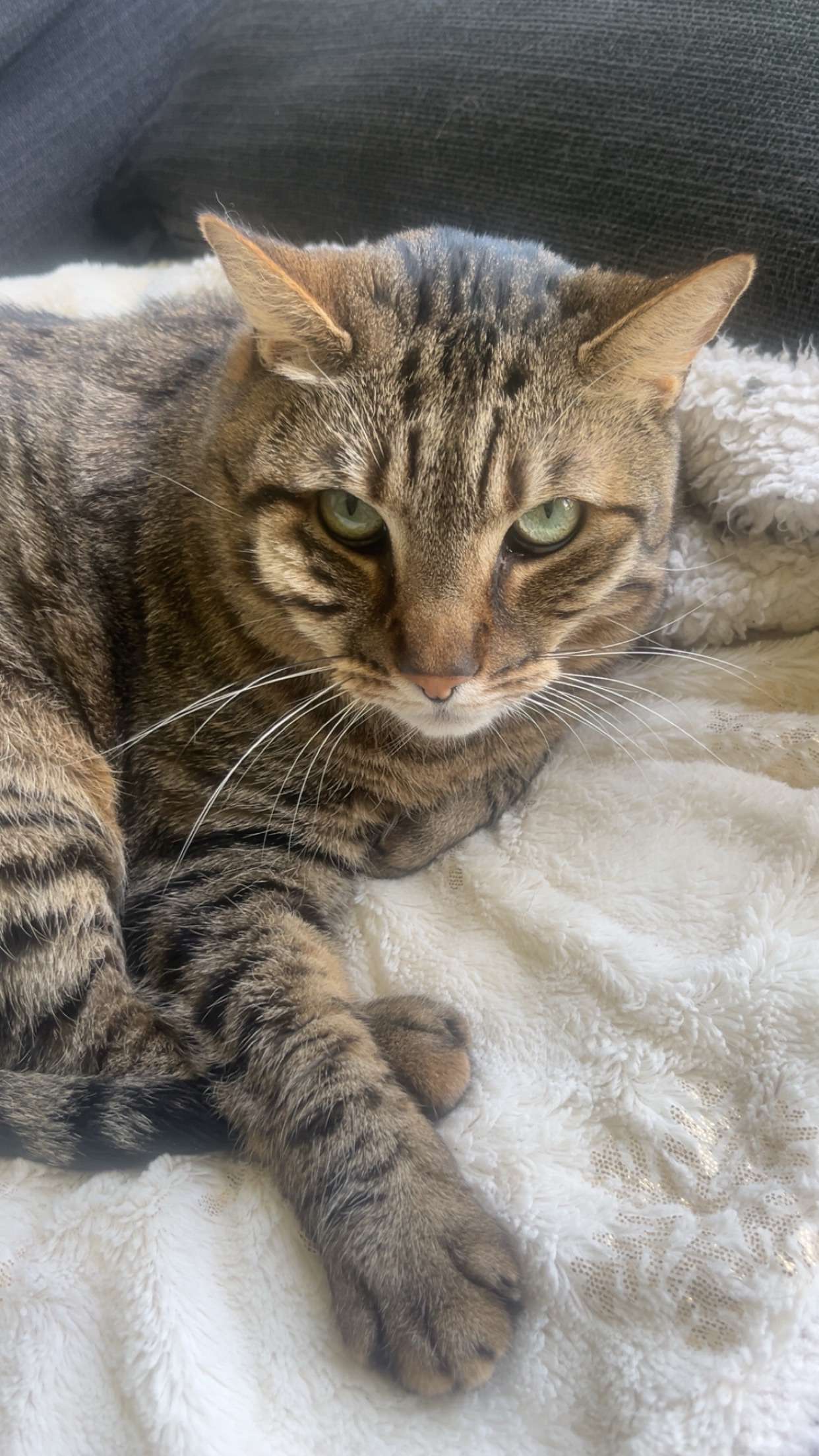 Photo 2 - C’est possible qu’un chat aigri devienne gentil ?  (j’ai rien fais)