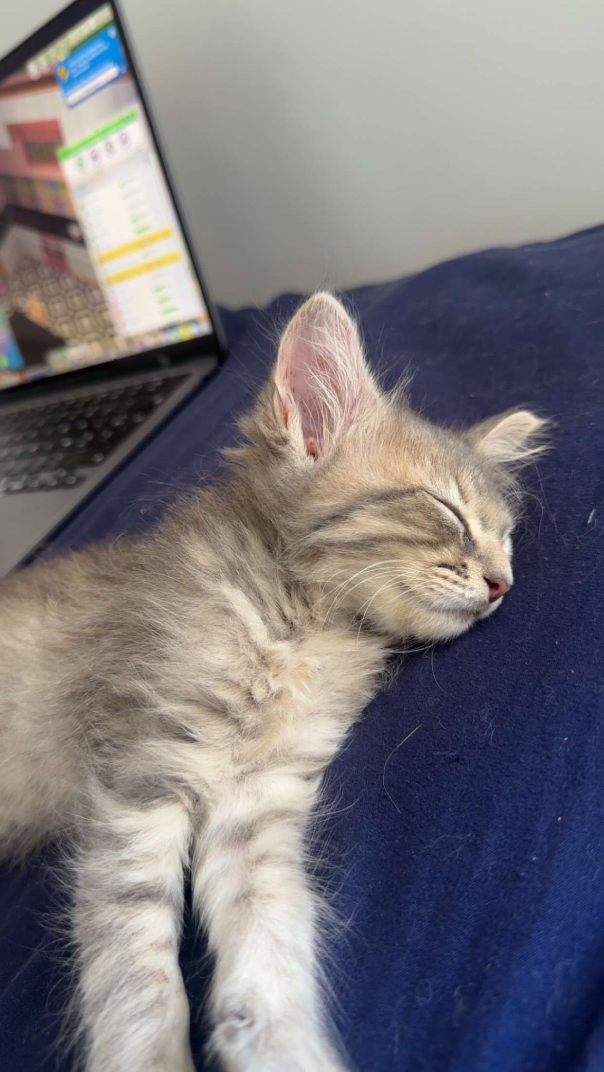 Photo 1 - Elle vie sa meilleure vie, elle est passé de 250g à plus de 700 en un mois