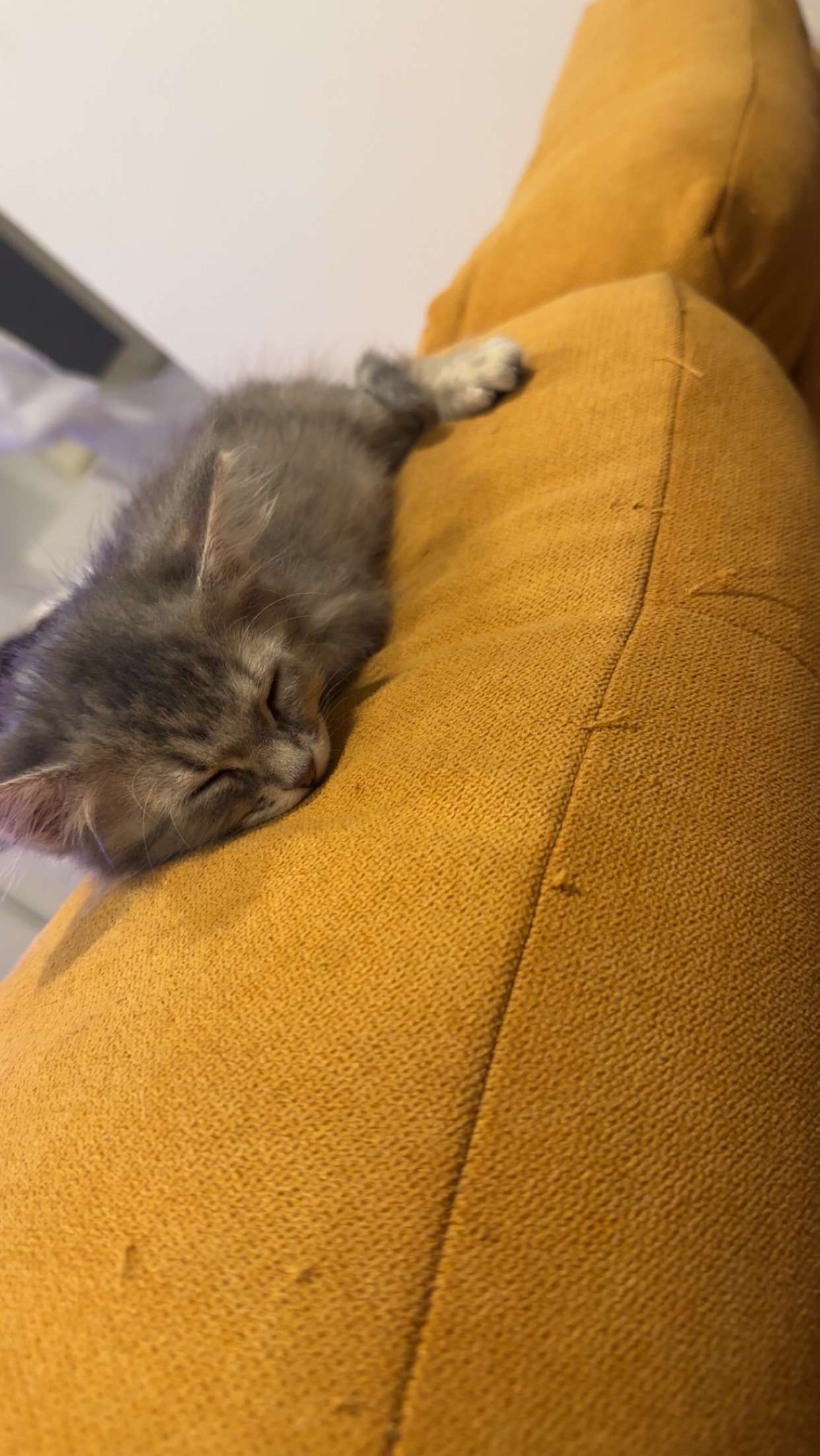 Photo 2 - Elle vie sa meilleure vie, elle est passé de 250g à plus de 700 en un mois