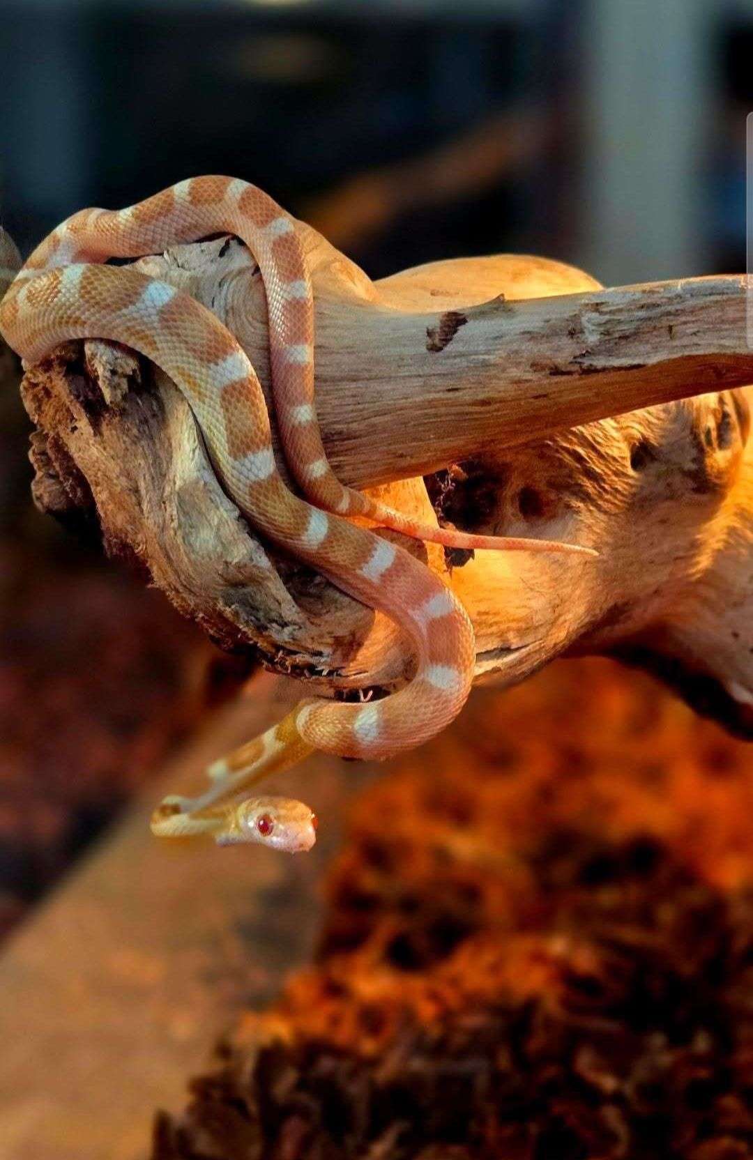 🐾 phase 1 &mdash; concours photo d&rsquo;animaux 

👉 votez pour vos photos pr&eacute;f&eacute;r&eacute;es dans chaque groupe

les 2 photos avec le plus de votes passeront au tour suivant 🏆
