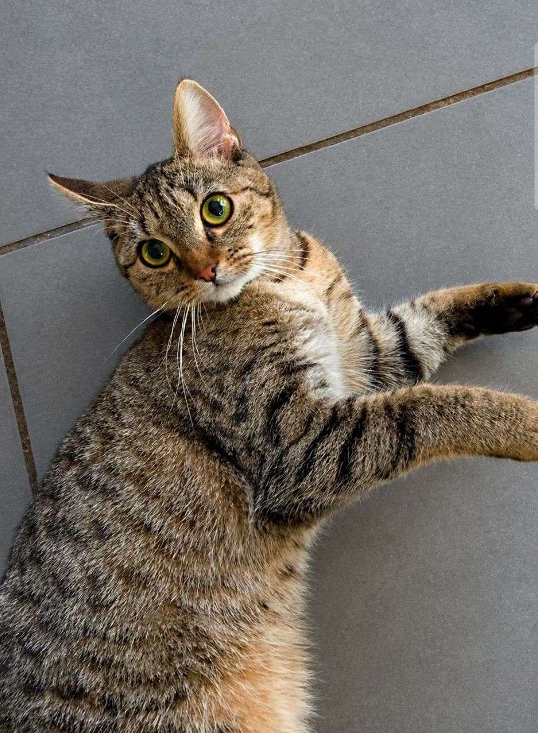 🐾 phase 1 &mdash; concours photo d&rsquo;animaux 

👉 votez pour vos photos pr&eacute;f&eacute;r&eacute;es dans chaque groupe

les 2 photos avec le plus de votes passeront au tour suivant 🏆