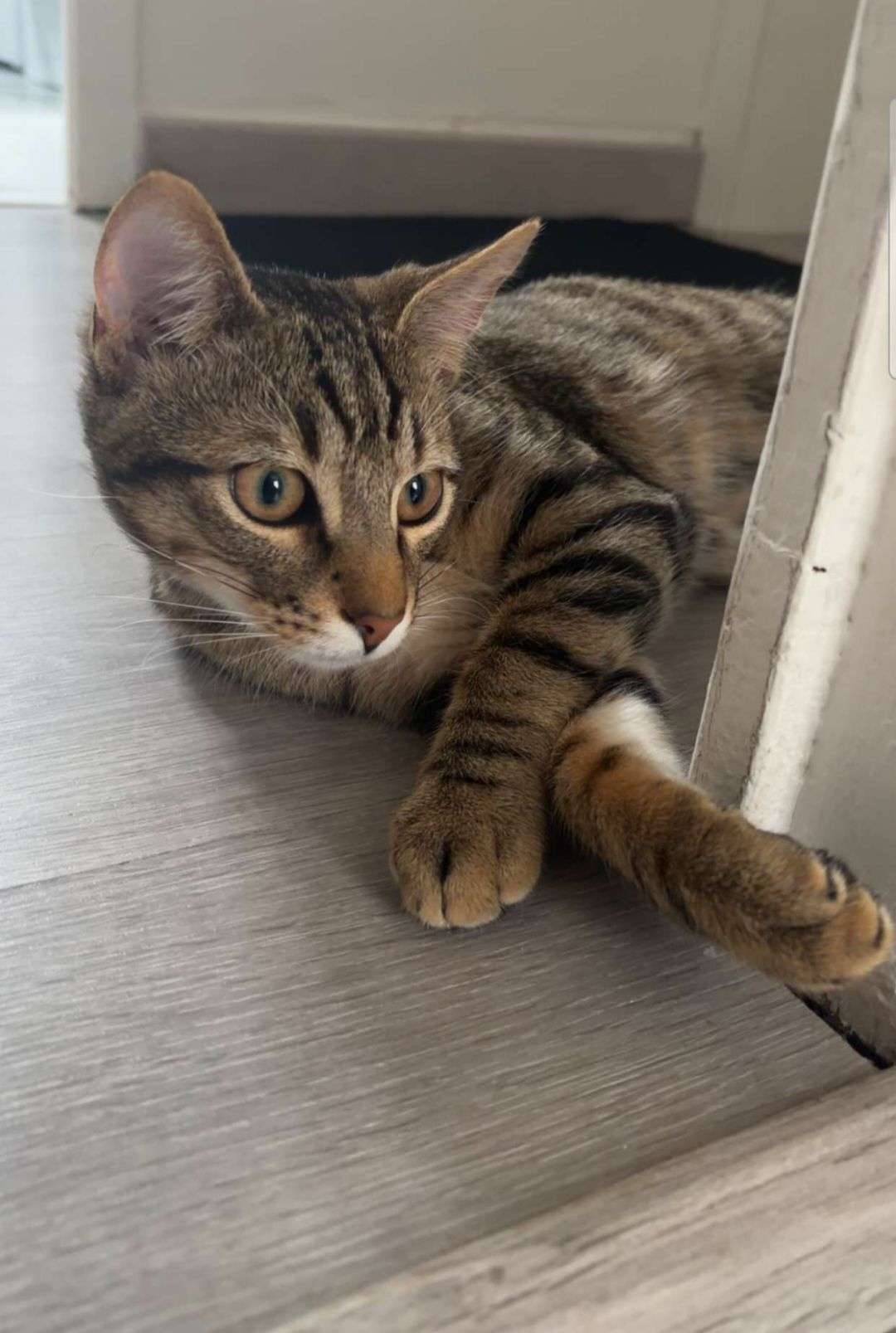 🐾 phase 1 &mdash; concours photo d&rsquo;animaux

👉 votez pour votre photo pr&eacute;f&eacute;r&eacute;e dans chaque groupe

La photo avec le plus de votes passera au tour suivant 🏆