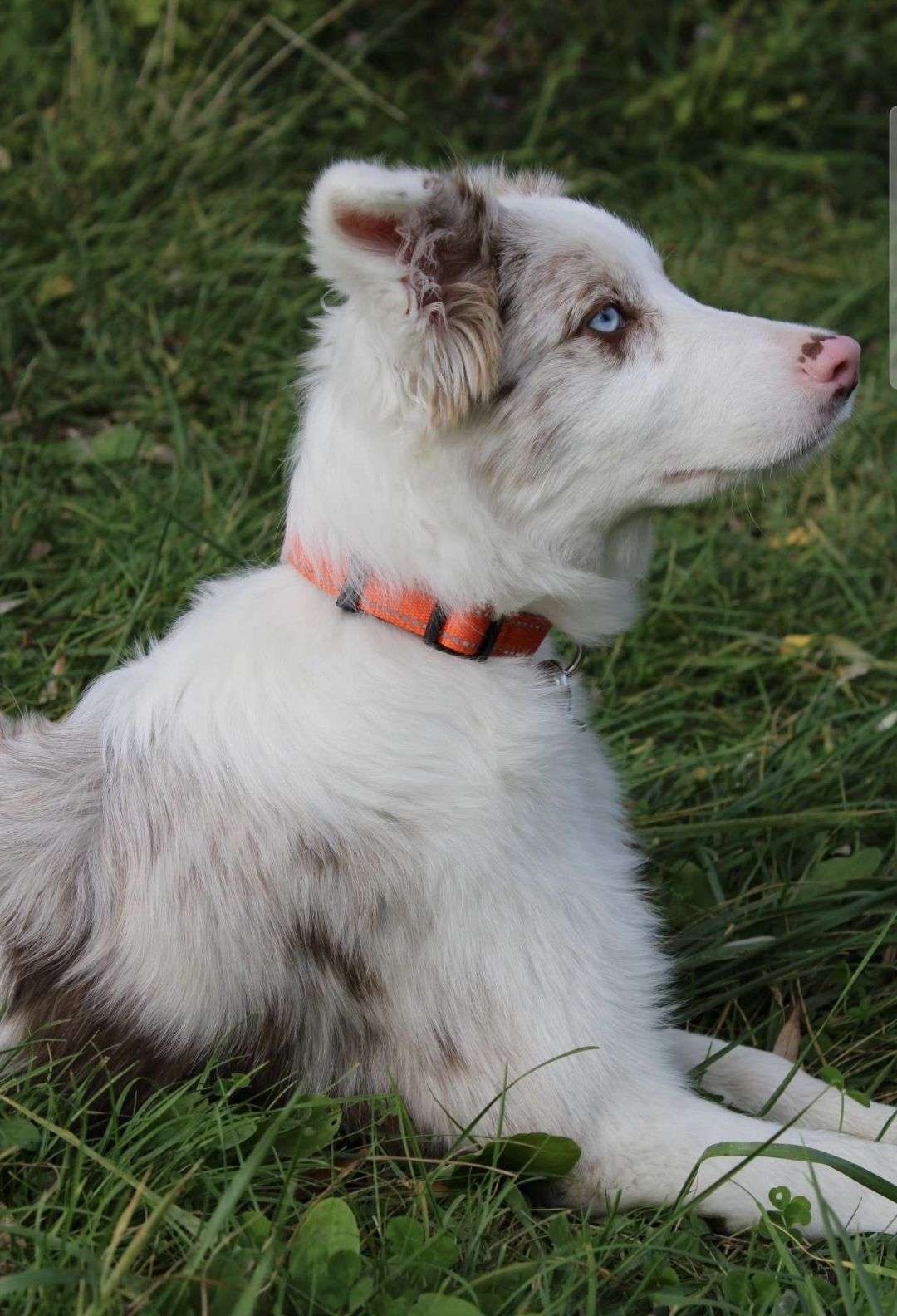 🐾 phase 2 &mdash; concours photo d&rsquo;animaux&nbsp;

Duel 3
votez pour votre photo pr&eacute;f&eacute;r&eacute;e dans chaque duel. Le gagnant passera &agrave; la manche suivante 🏆