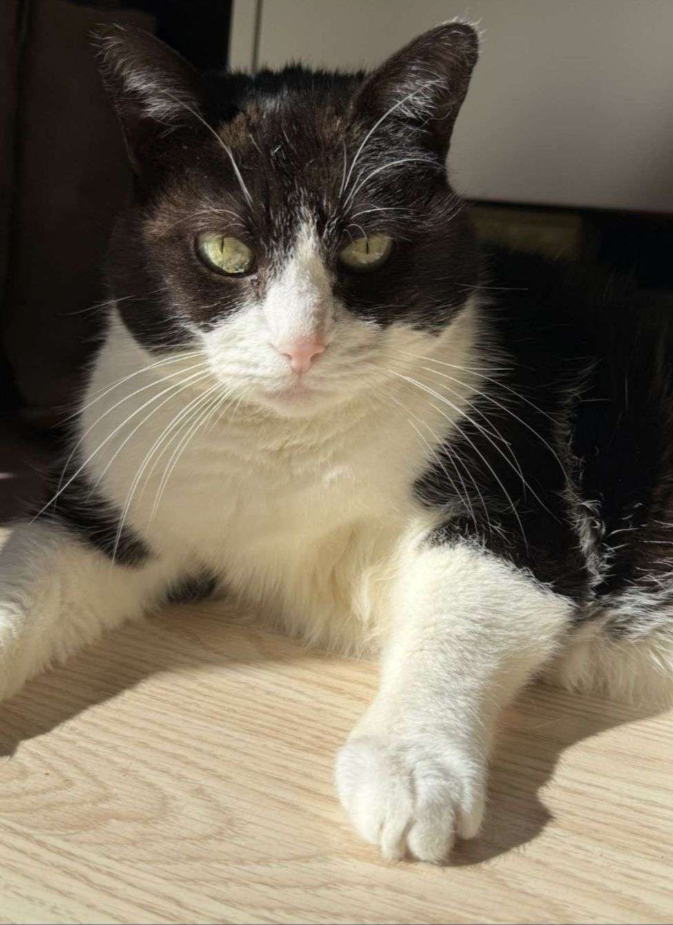 🐾 phase 2 &mdash; concours photo d&rsquo;animaux&nbsp;

Duel 4
votez pour votre photo pr&eacute;f&eacute;r&eacute;e dans chaque duel. Le gagnant passera &agrave; la manche suivante 🏆