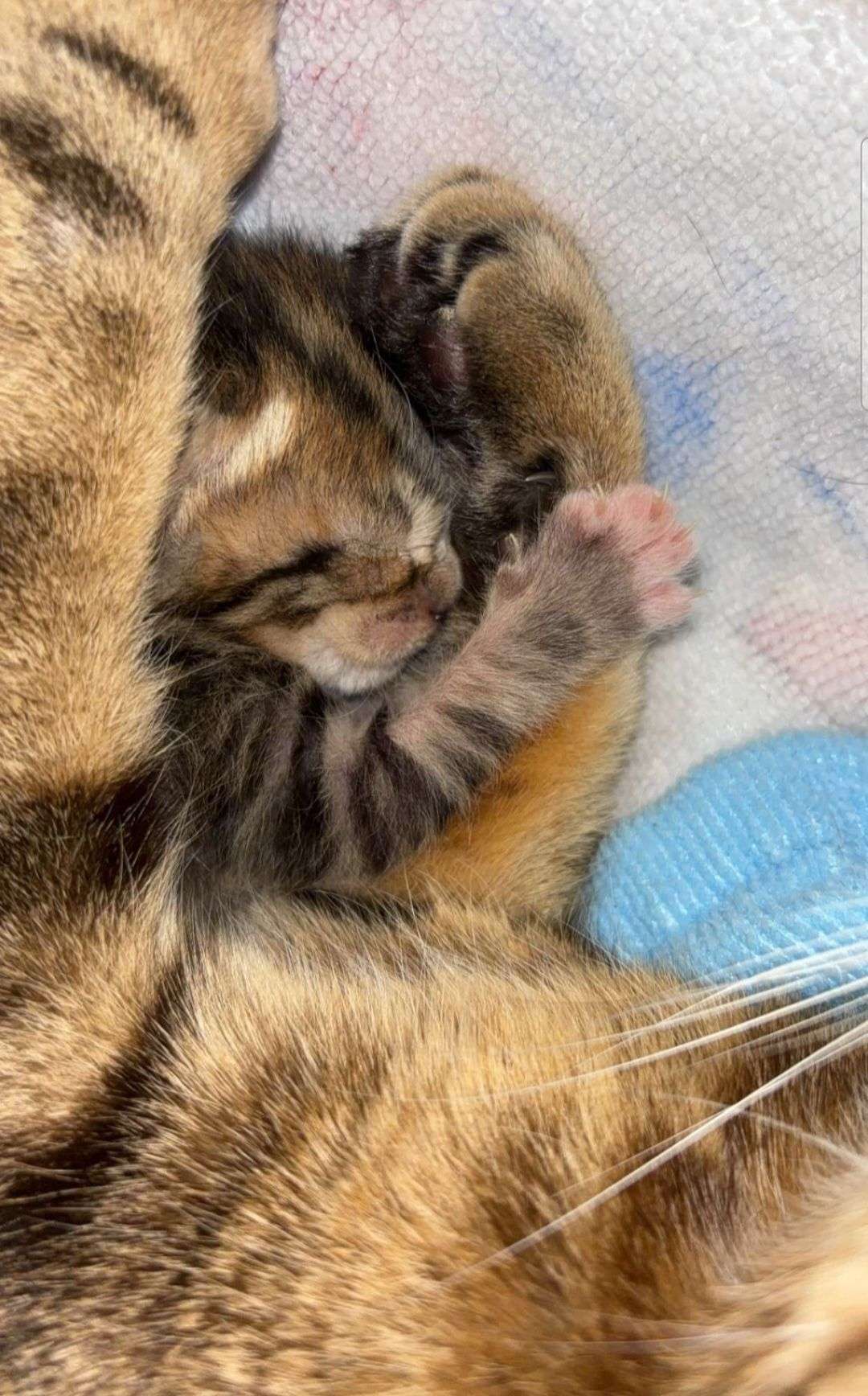 🐾 phase 2 &mdash; concours photo d&rsquo;animaux&nbsp;

Duel 5
votez pour votre photo pr&eacute;f&eacute;r&eacute;e dans chaque duel. Le gagnant passera &agrave; la manche suivante 🏆
