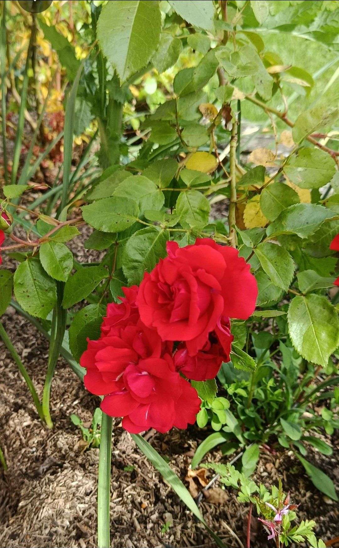 Photo 3 - 🌸 CONCOURS PHOTO DE FLEURS PHASE 1 🌸

Groupe 1

Votez pour votre photo préférée parmi les 3
La photo qui obtiendra le plus de votes se qualifiera pour le tour suivant 