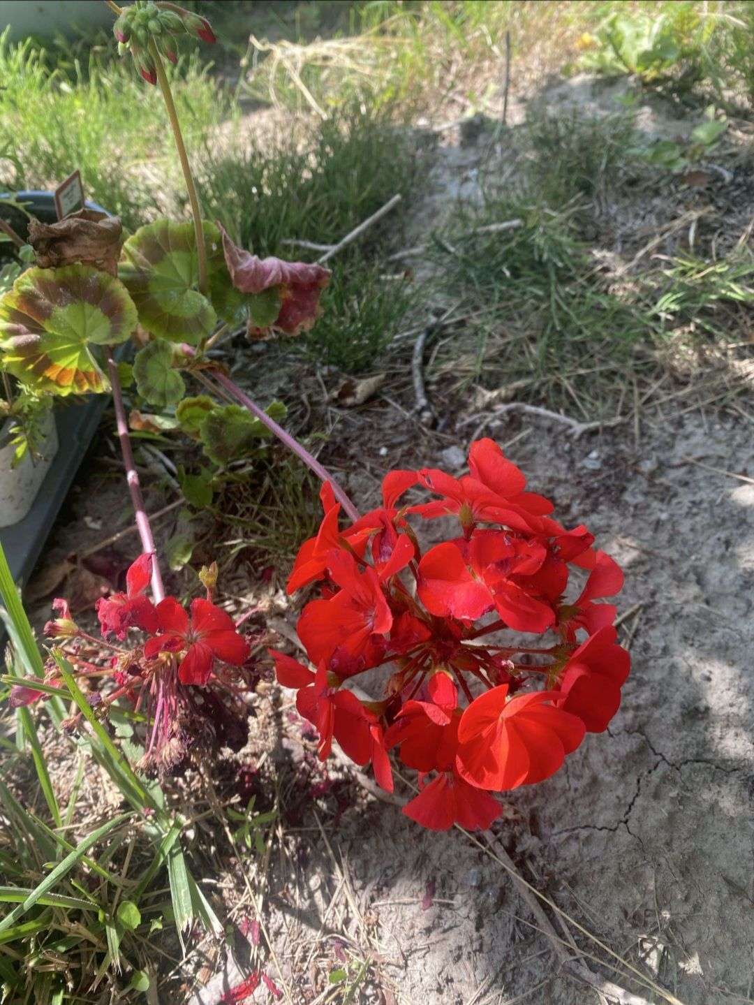 Photo 3 - 🌸 CONCOURS PHOTO DE FLEURS PHASE 1 🌸

Groupe 2

Votez pour votre photo préférée parmi les 3

La photo qui obtiendra le plus de votes se qualifiera pour le tour suivant 