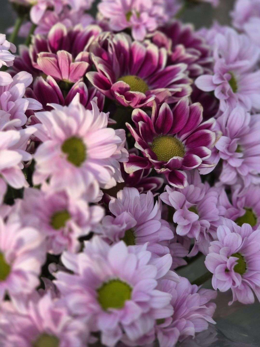 Photo 2 - 🌸 CONCOURS PHOTO DE FLEURS PHASE 1 🌸

Groupe 4

Votez pour votre photo préférée parmi les 3

La photo qui obtiendra le plus de votes se qualifiera pour le tour suivant 