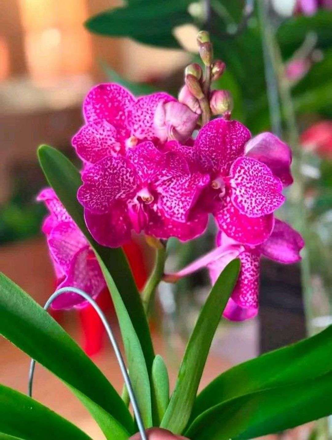 Photo 2 - 🌸 CONCOURS PHOTO DE FLEURS PHASE 2 🌸

Duel 1

Votez pour votre photo préférée

La photo qui obtiendra le plus de votes se qualifiera pour la finale