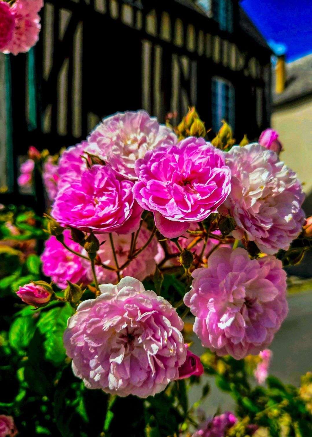 Photo 2 - 🌸 CONCOURS PHOTO DE FLEURS PHASE 2 🌸

Duel 2

Votez pour votre photo préférée

La photo qui obtiendra le plus de votes se qualifiera pour la finale