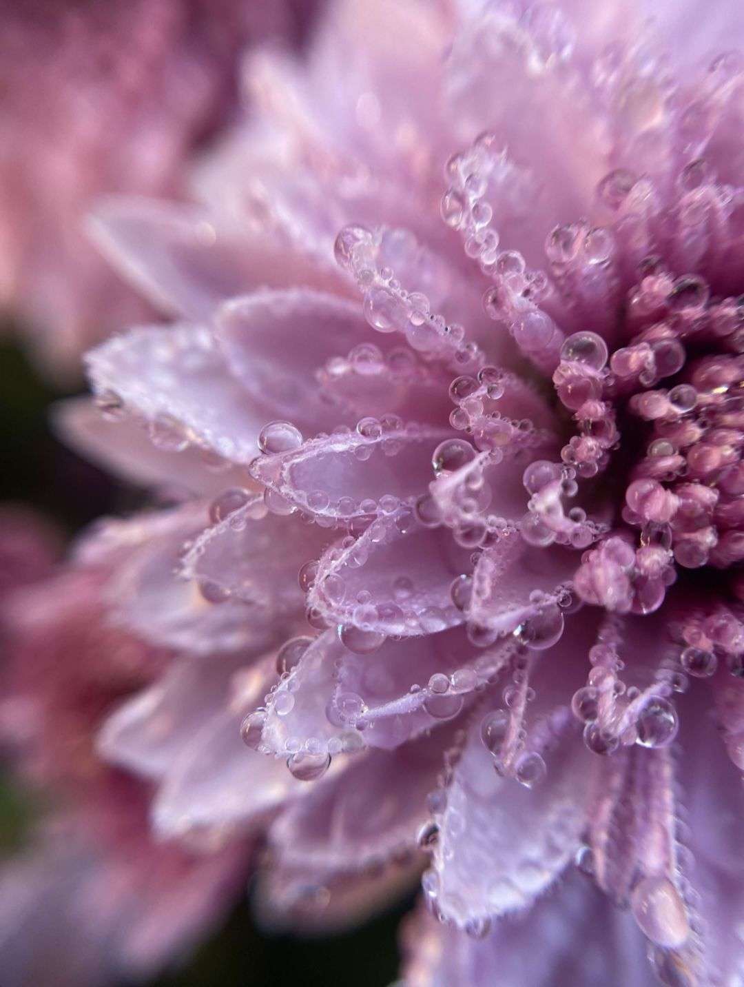 Photo 2 - 🌸 GRANDE FINALE — CONCOURS PHOTO DE FLEURS 🌸

Votez pour votre photo préférée
Celle qui obtiendra le plus de votes sera sacrée grande gagnante du concours 🏆🌸