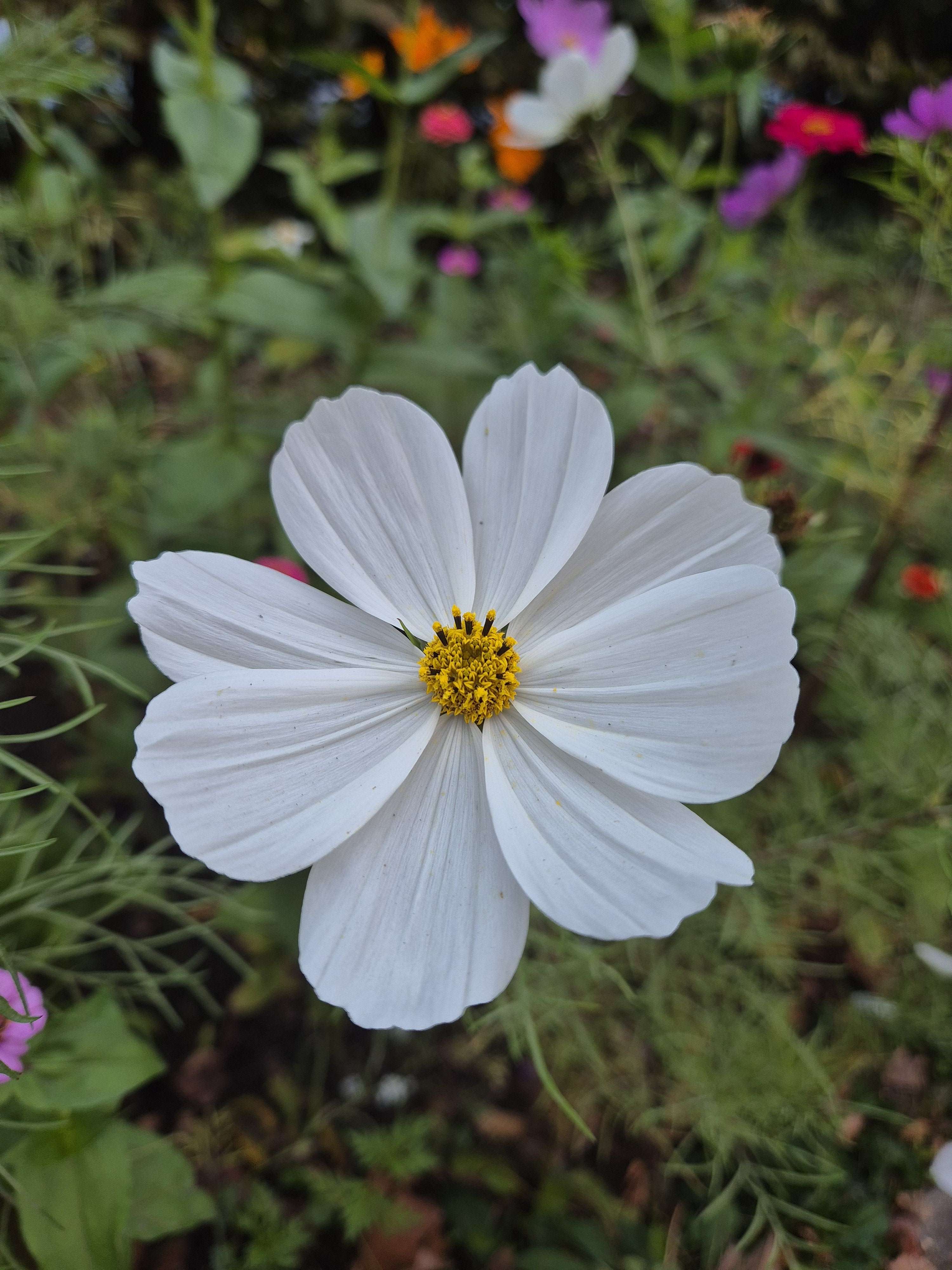 Photo 1 - Regardez les belles fleurs sur lesquelles je suis tombé