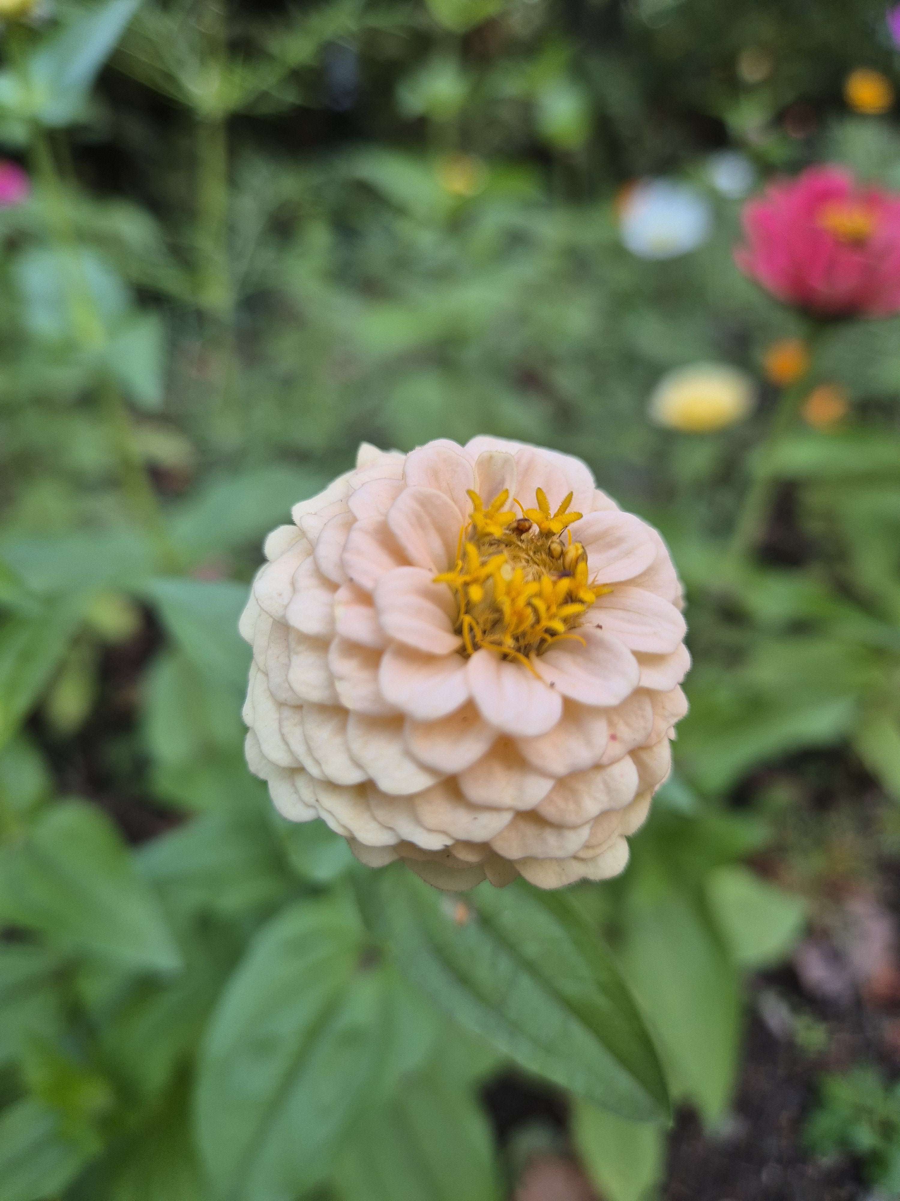 Photo 2 - Regardez les belles fleurs sur lesquelles je suis tombé