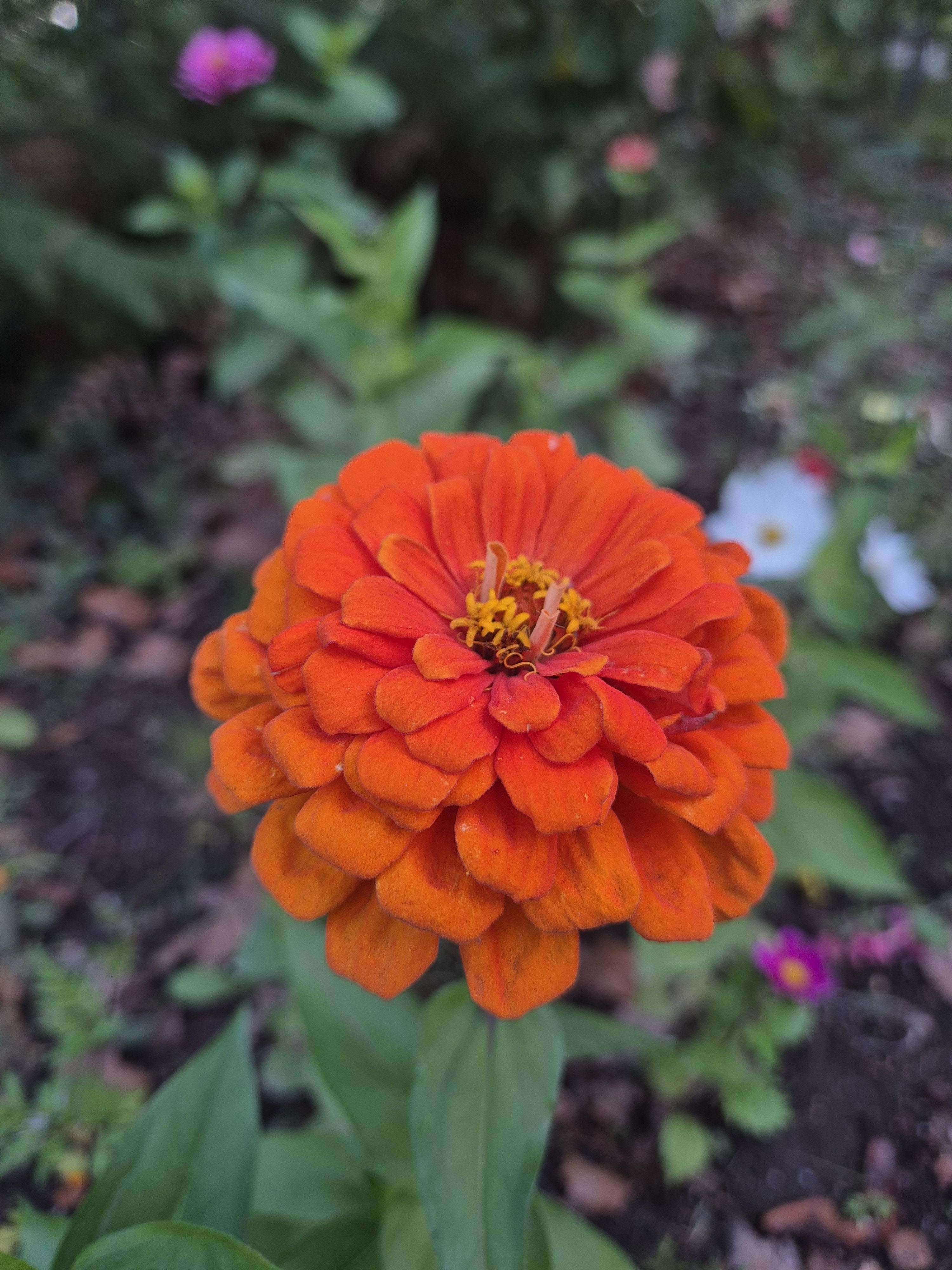 Photo 3 - Regardez les belles fleurs sur lesquelles je suis tombé