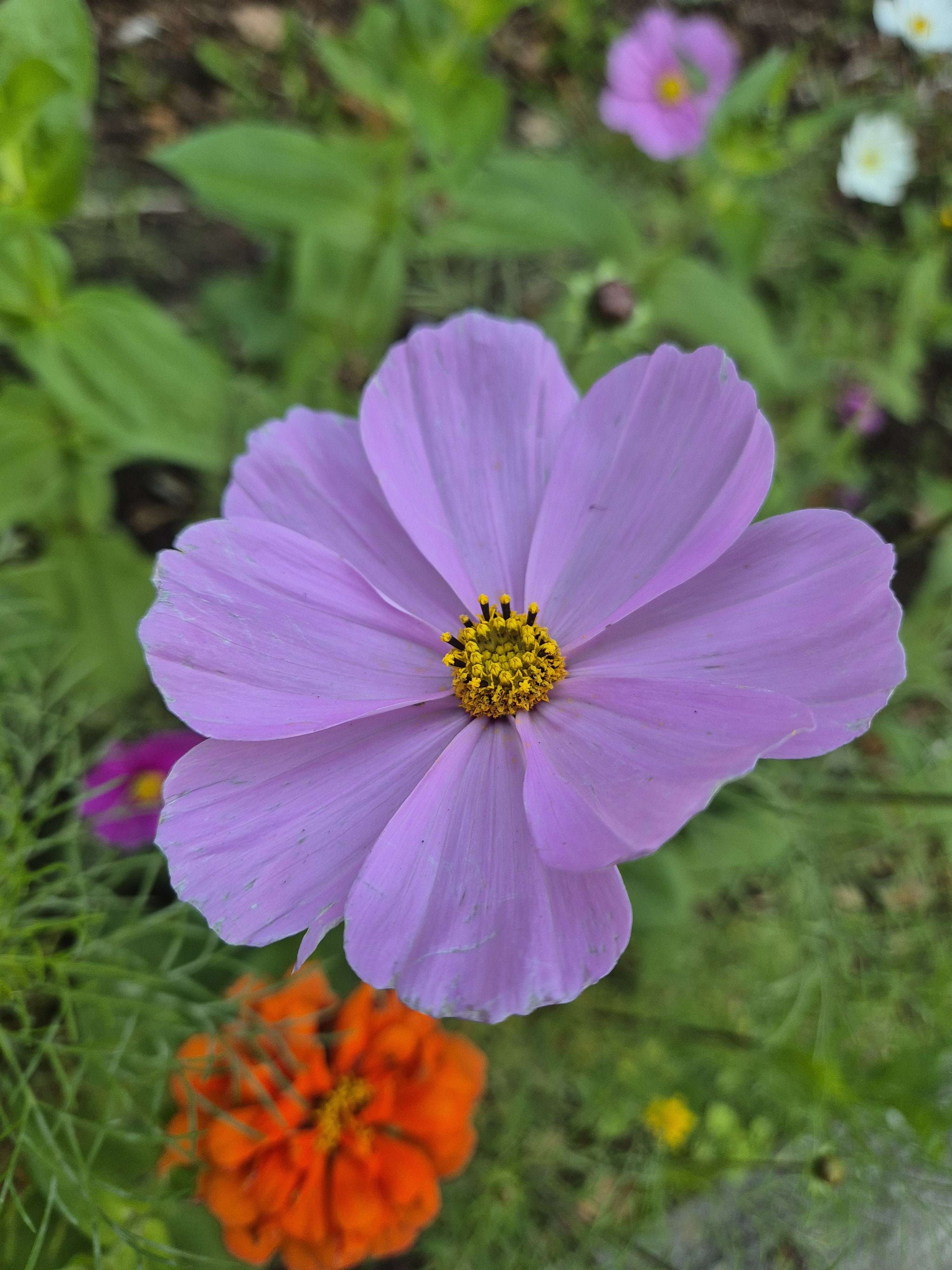 Photo 4 - Regardez les belles fleurs sur lesquelles je suis tombé