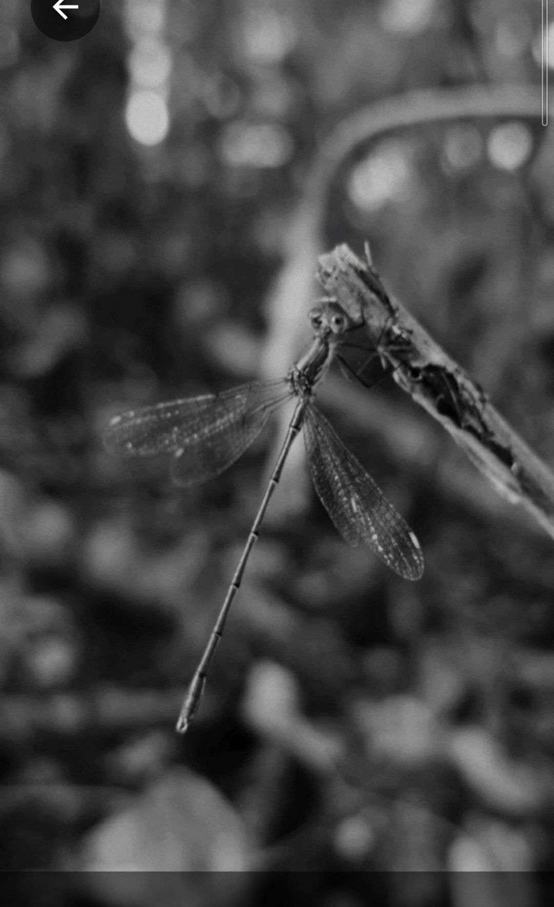 Photo 2 - PHASE 2 CONCOURS PHOTO — NOIR ET BLANC 🖤🤍

Votez pour votre photo préférée

La photo qui obtiendra le plus de votes se qualifiera en demi-finale