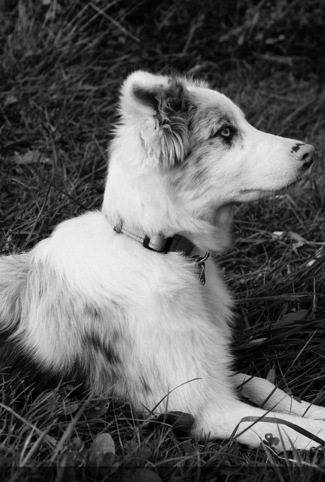 DEMI-FINALE CONCOURS PHOTO &mdash; NOIR ET BLANC 🖤🤍

Votez pour votre photo pr&eacute;f&eacute;r&eacute;e !

La photo qui obtiendra le plus de votes se qualifiera pour la grande finale