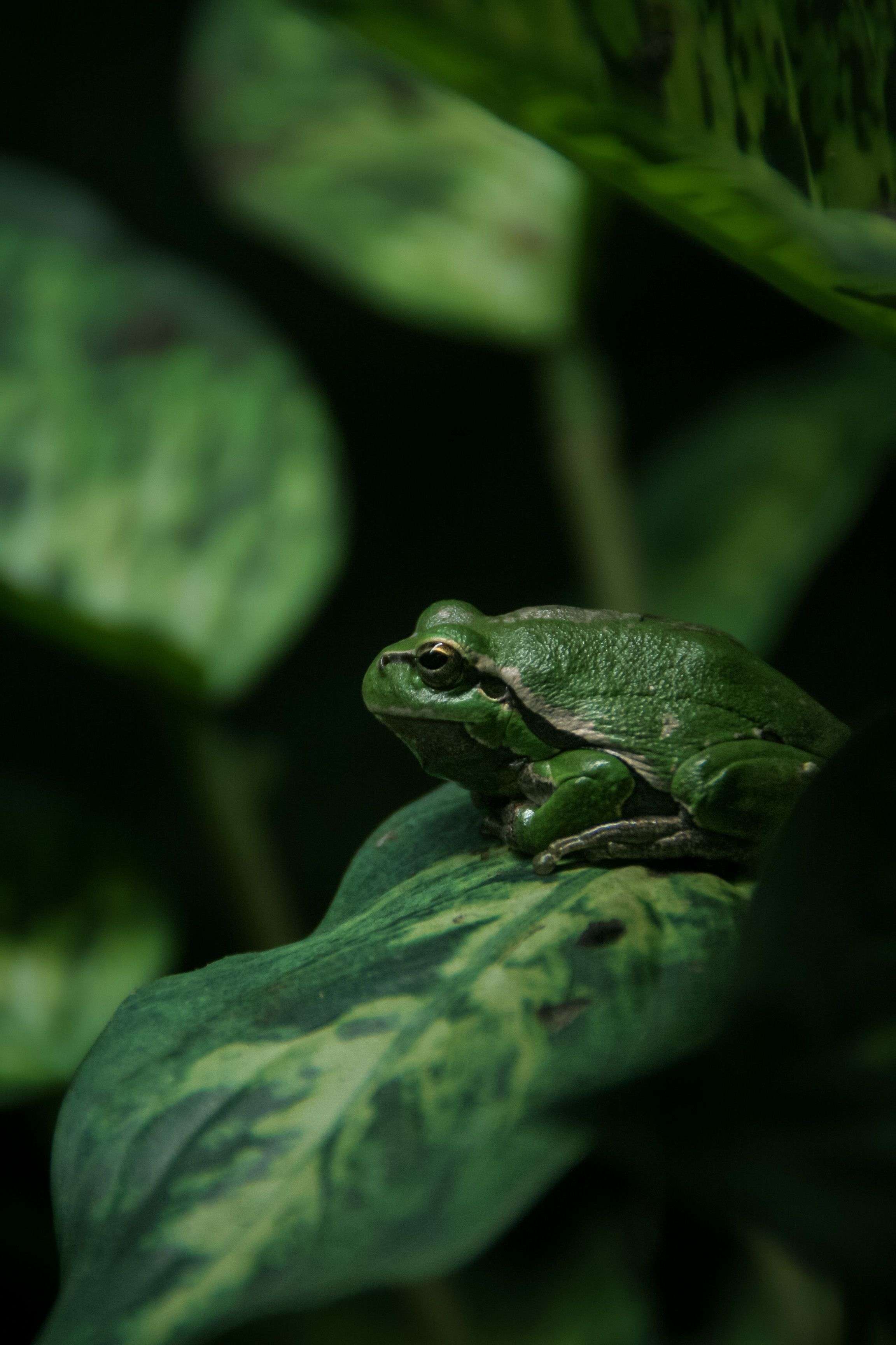 Photo 1 - Je vous partage mes photos de grenouilles ici aussi