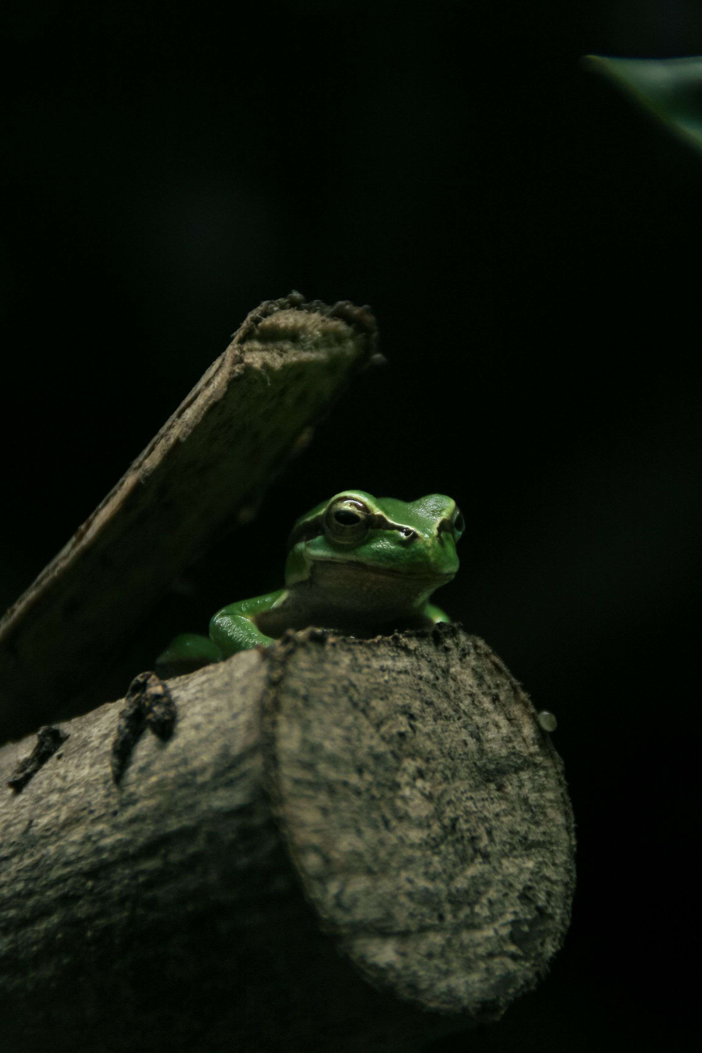 Photo 2 - Je vous partage mes photos de grenouilles ici aussi