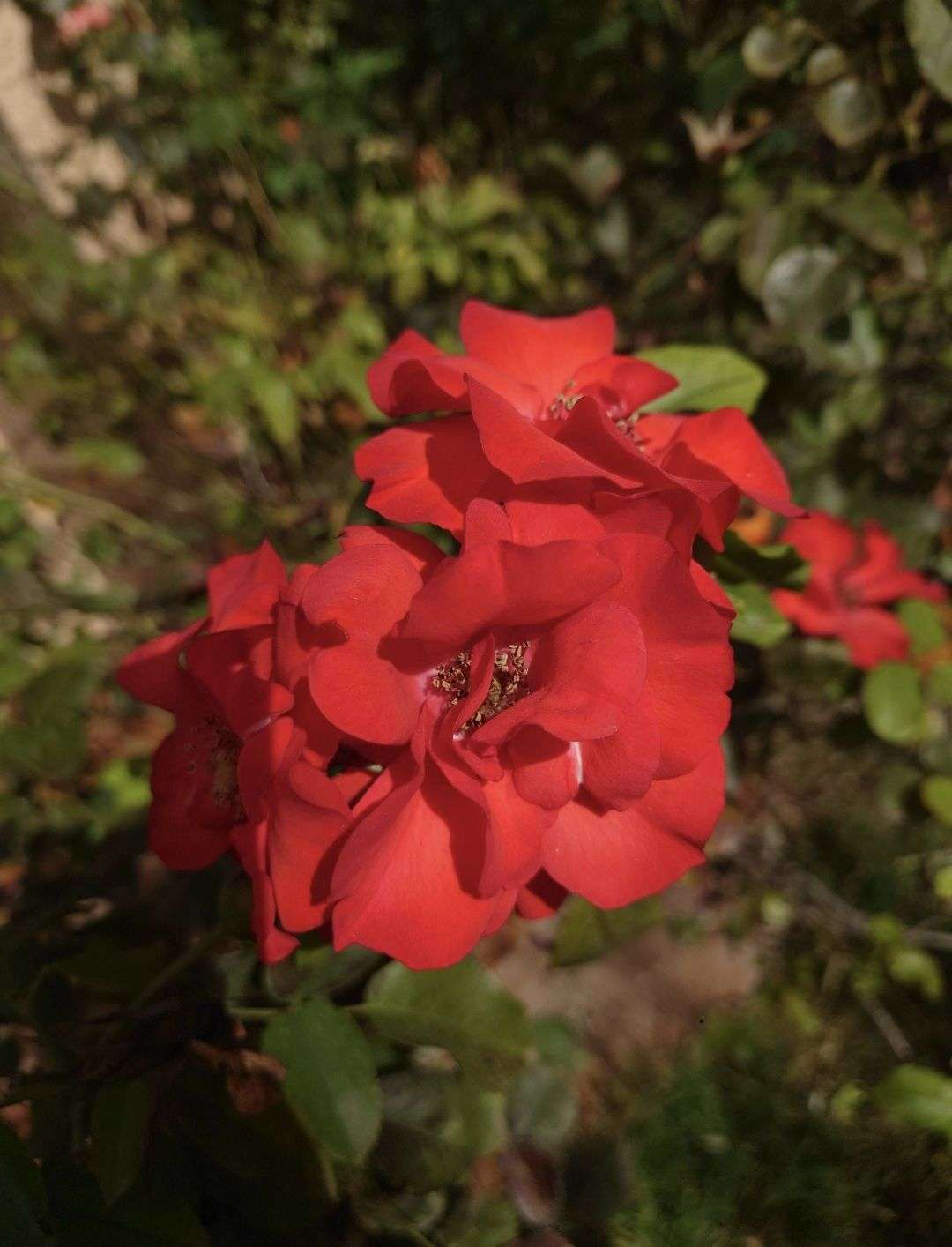 PHASE 1 CONCOURS PHOTO &mdash; ROUGE ❤️

Votez pour votre photo pr&eacute;f&eacute;r&eacute;e

La photo qui obtiendra le plus de votes se qualifiera pour la phase suivante.