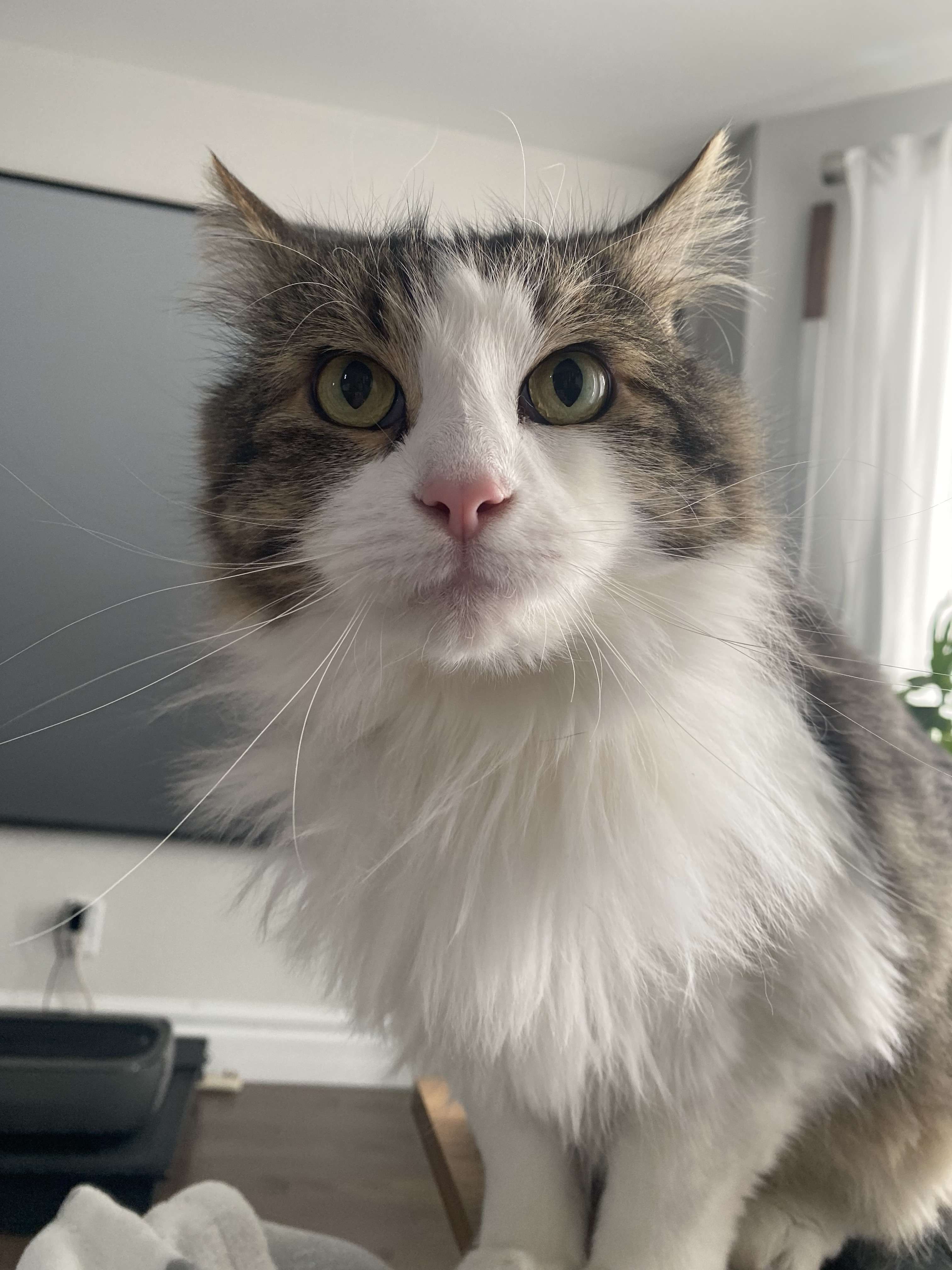 mon amoureux sucr&eacute;