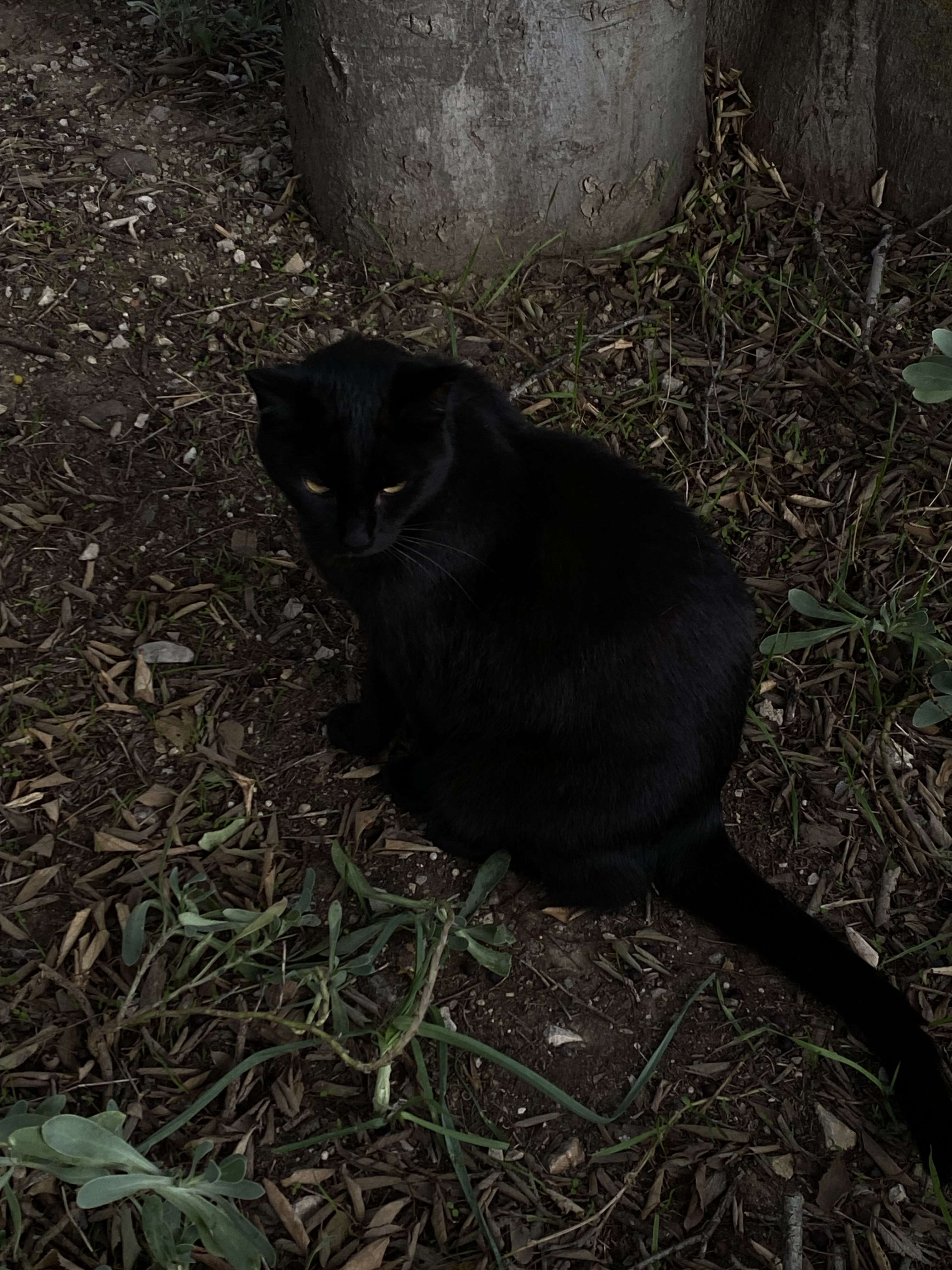 jss sortie me promener et j&rsquo;suis tomb&eacute;e sur ce chat, il est ps trop majestueux ?? il a trop d&rsquo;aura