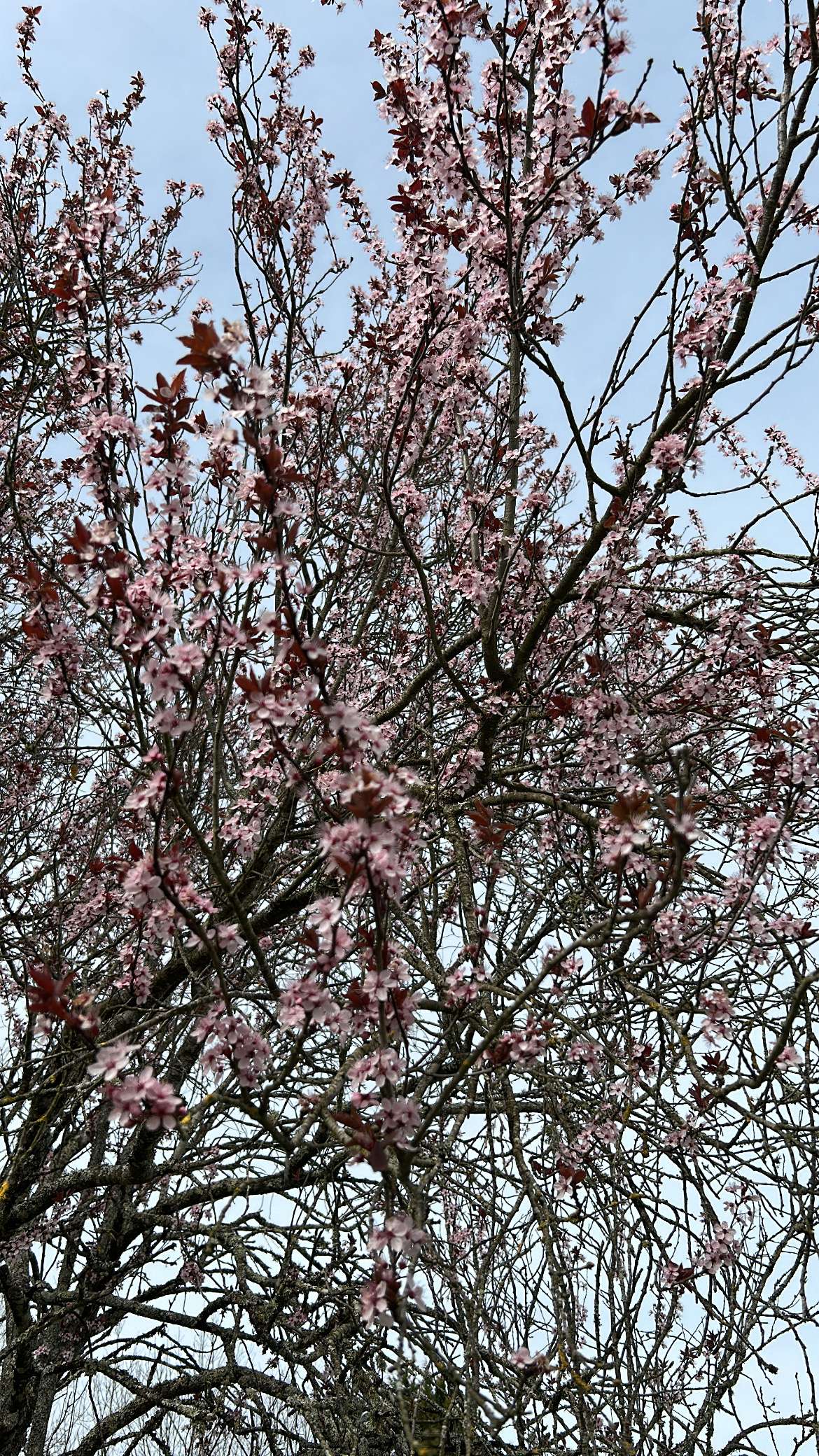Un beau d&eacute;but de printemps 🌸