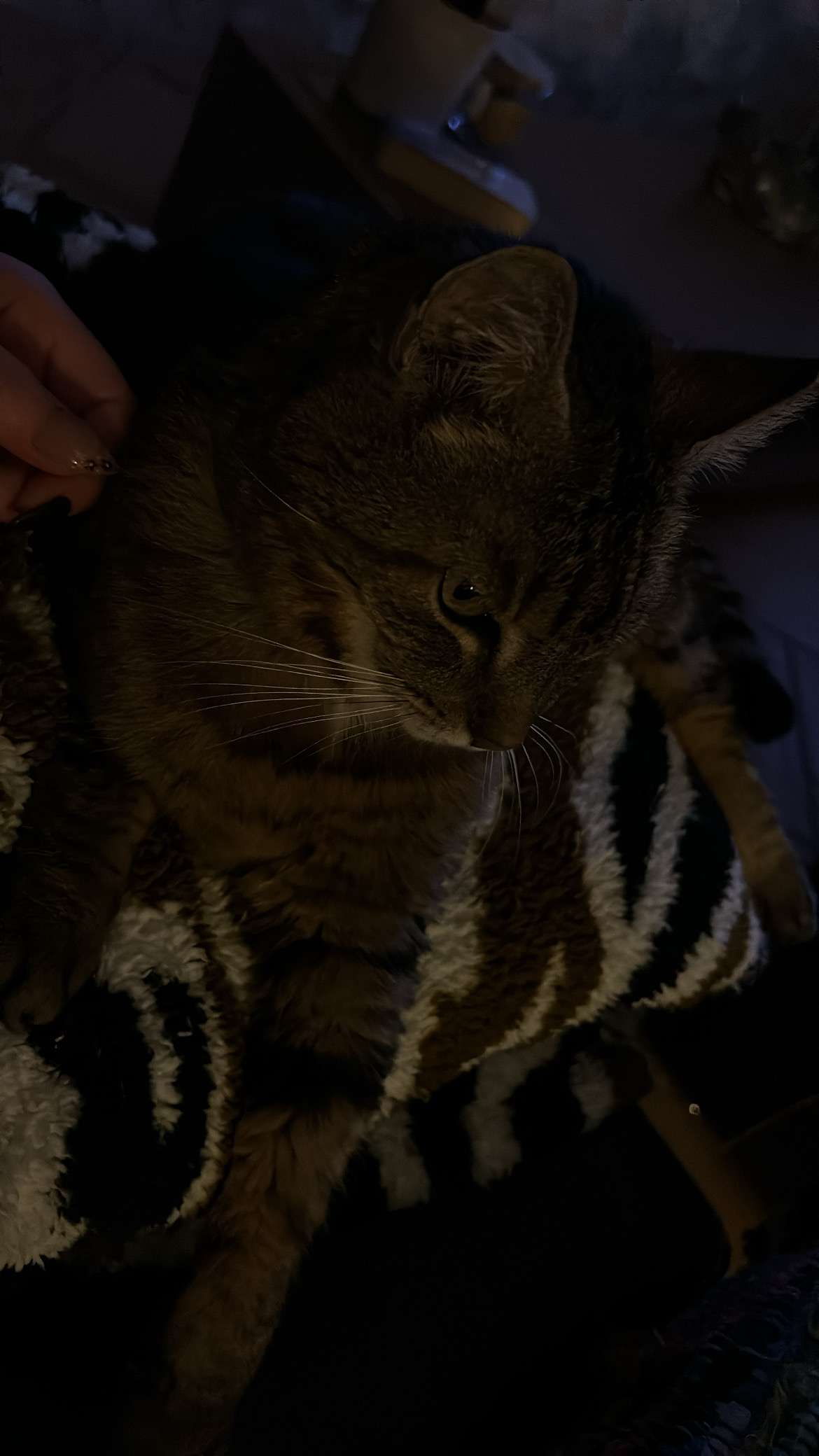 J&rsquo;ai retrouv&eacute; mon chat d&rsquo;amour, qui a eu 15 ans il y a 3 jours 🥰🫶🏼