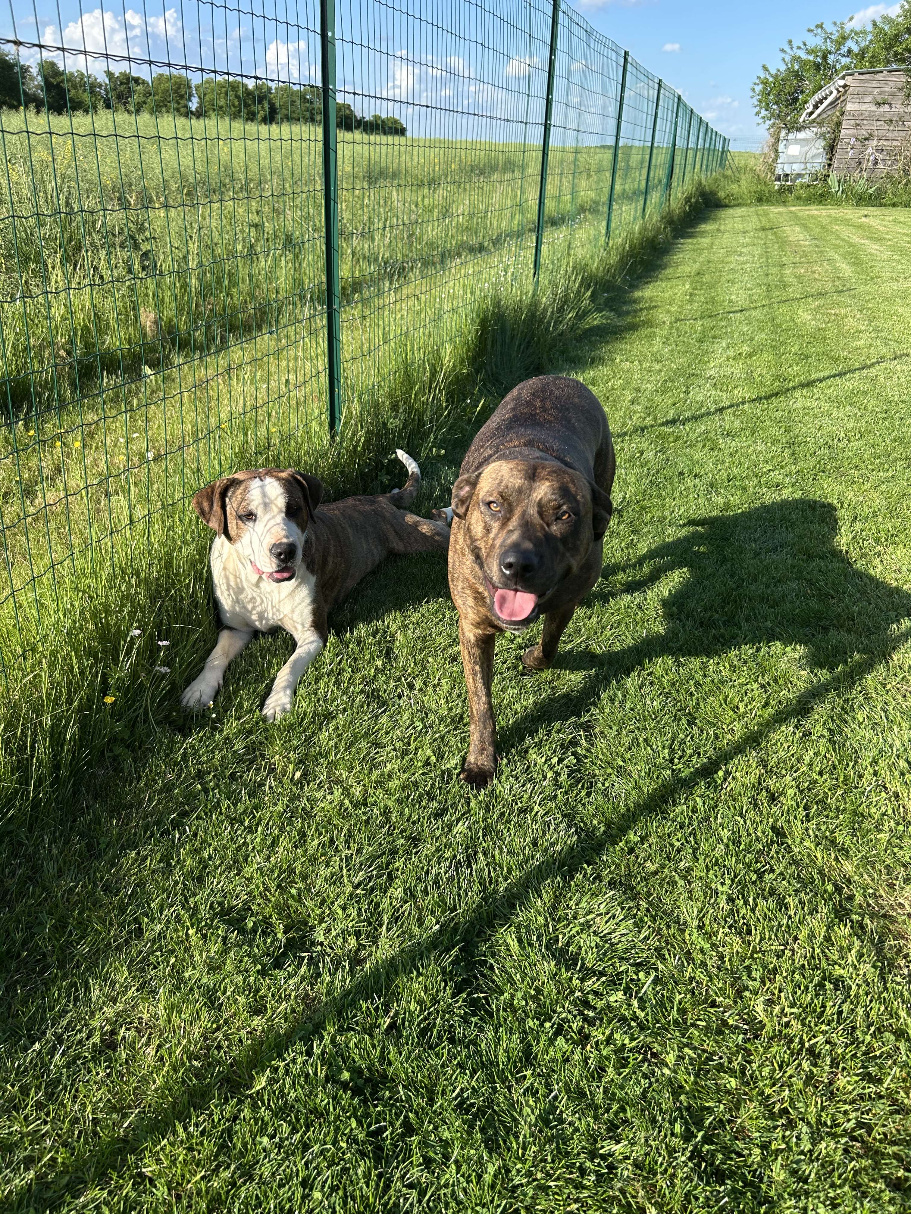Mes b&eacute;b&eacute;s, je les vois quand je vais chez ma m&egrave;re 🥰

Elles ont eu 2 ans il y a quelques jours 🫶🏼